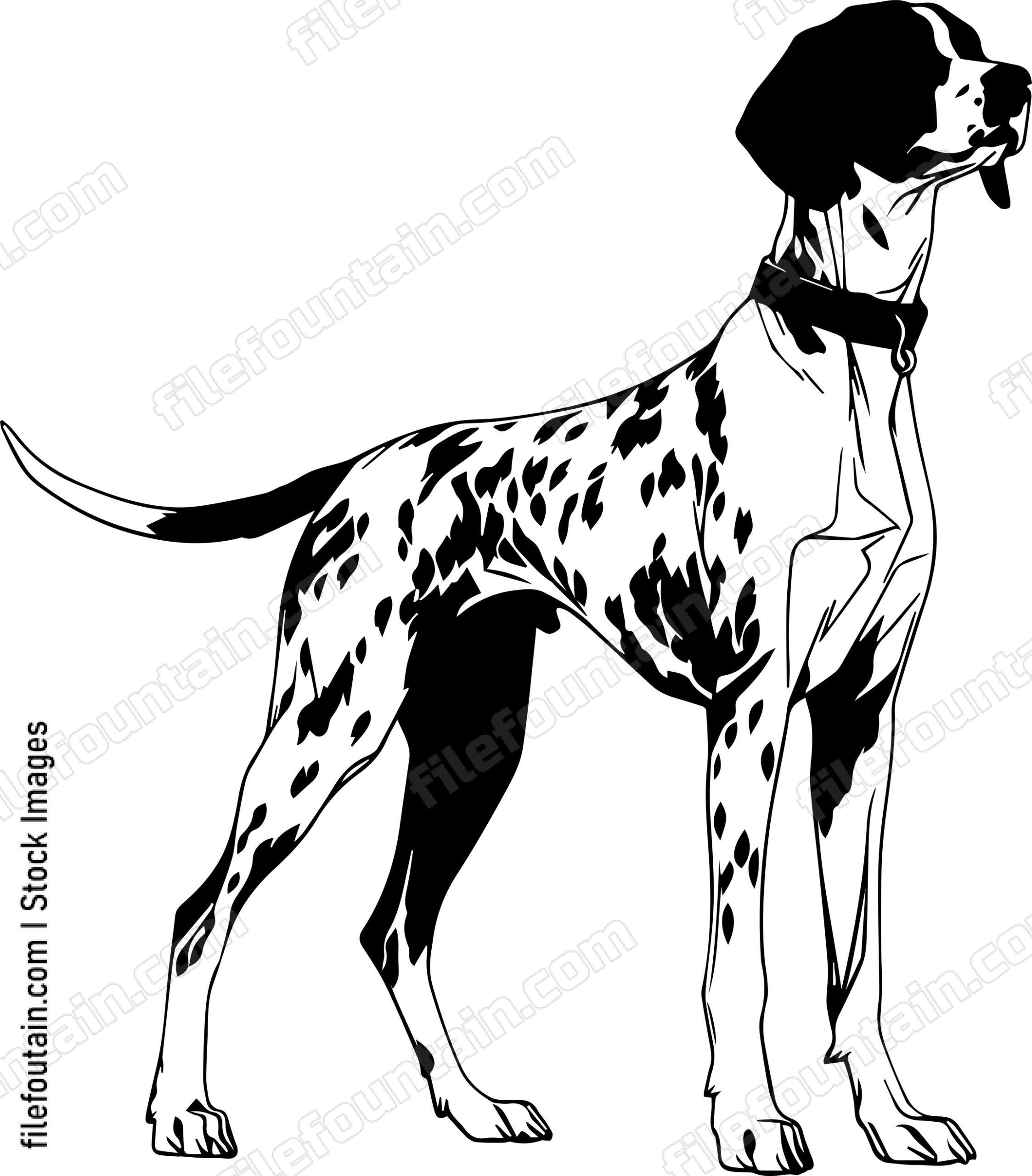 German Shorthaired Pointer