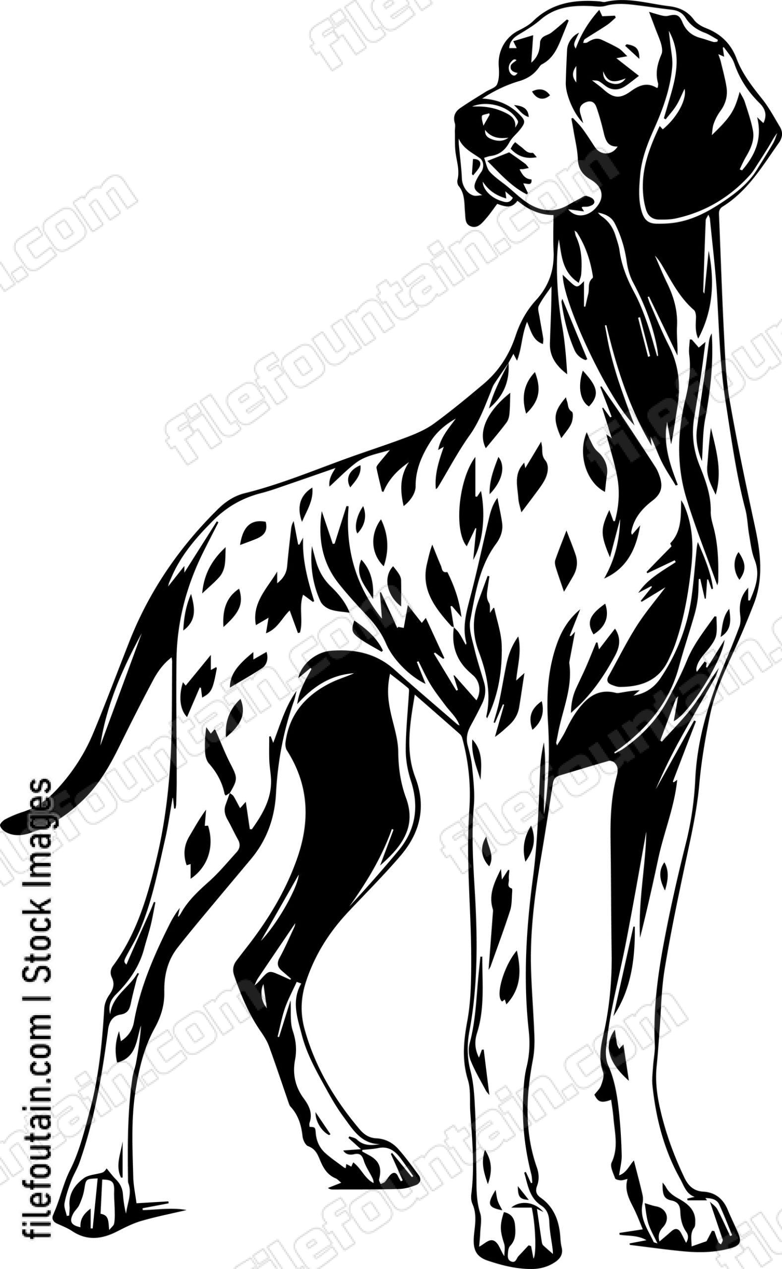 German Shorthaired Pointer