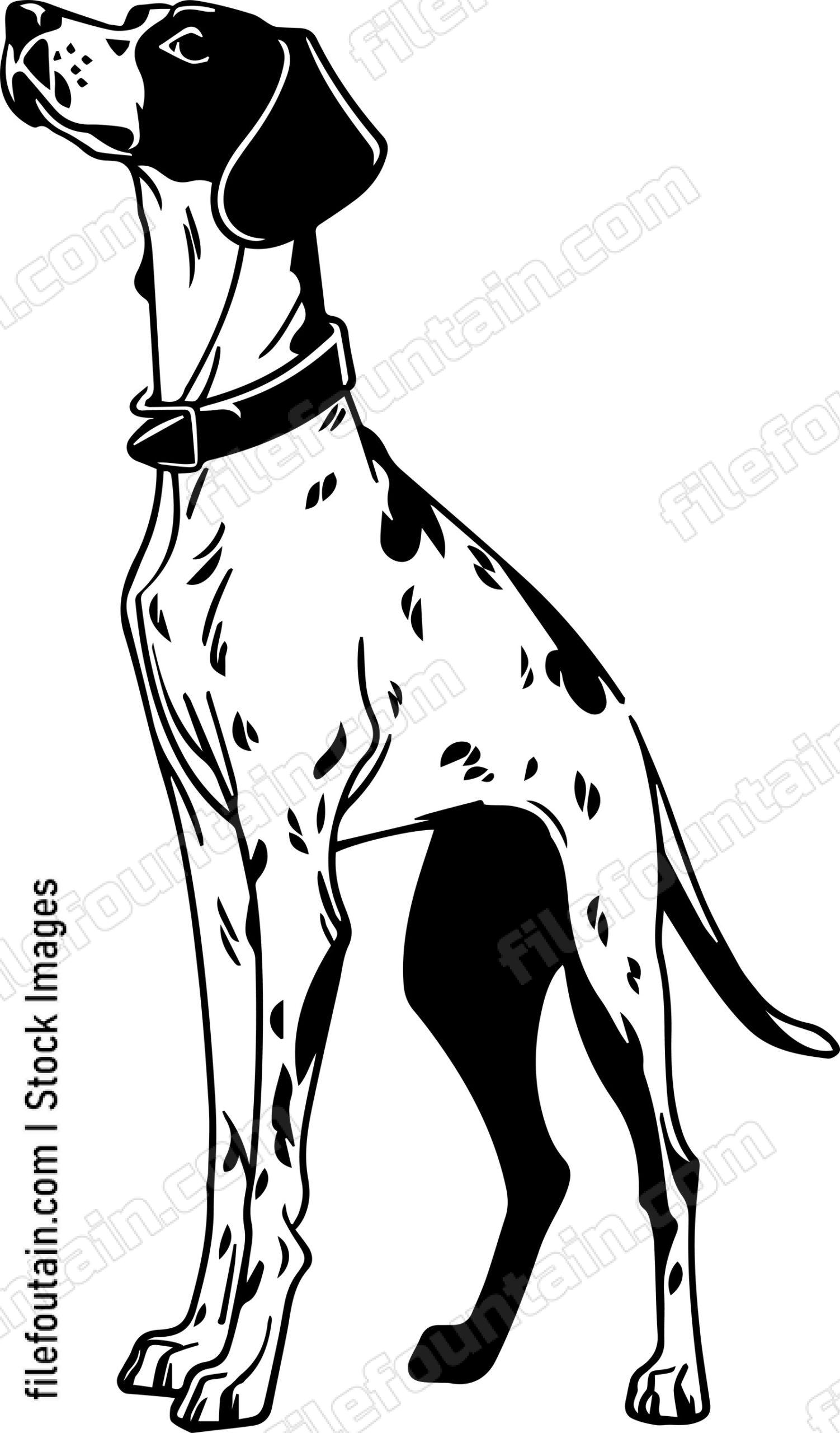 German Shorthaired Pointer
