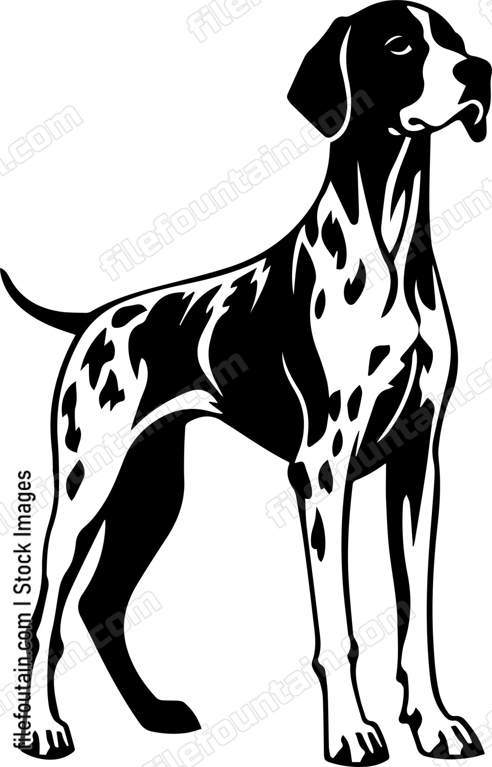 German Shorthaired Pointer
