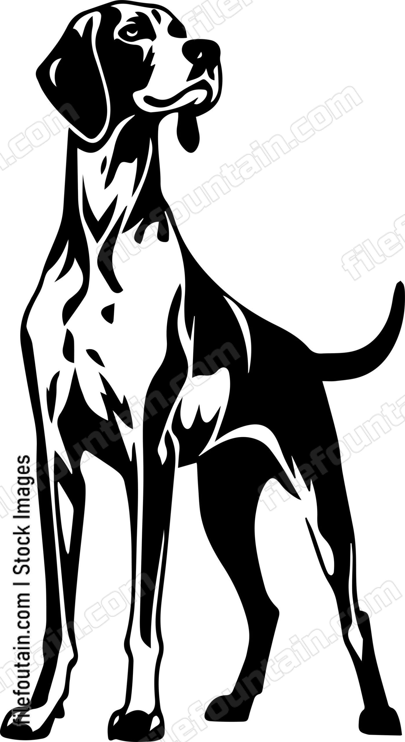 German Shorthaired Pointer