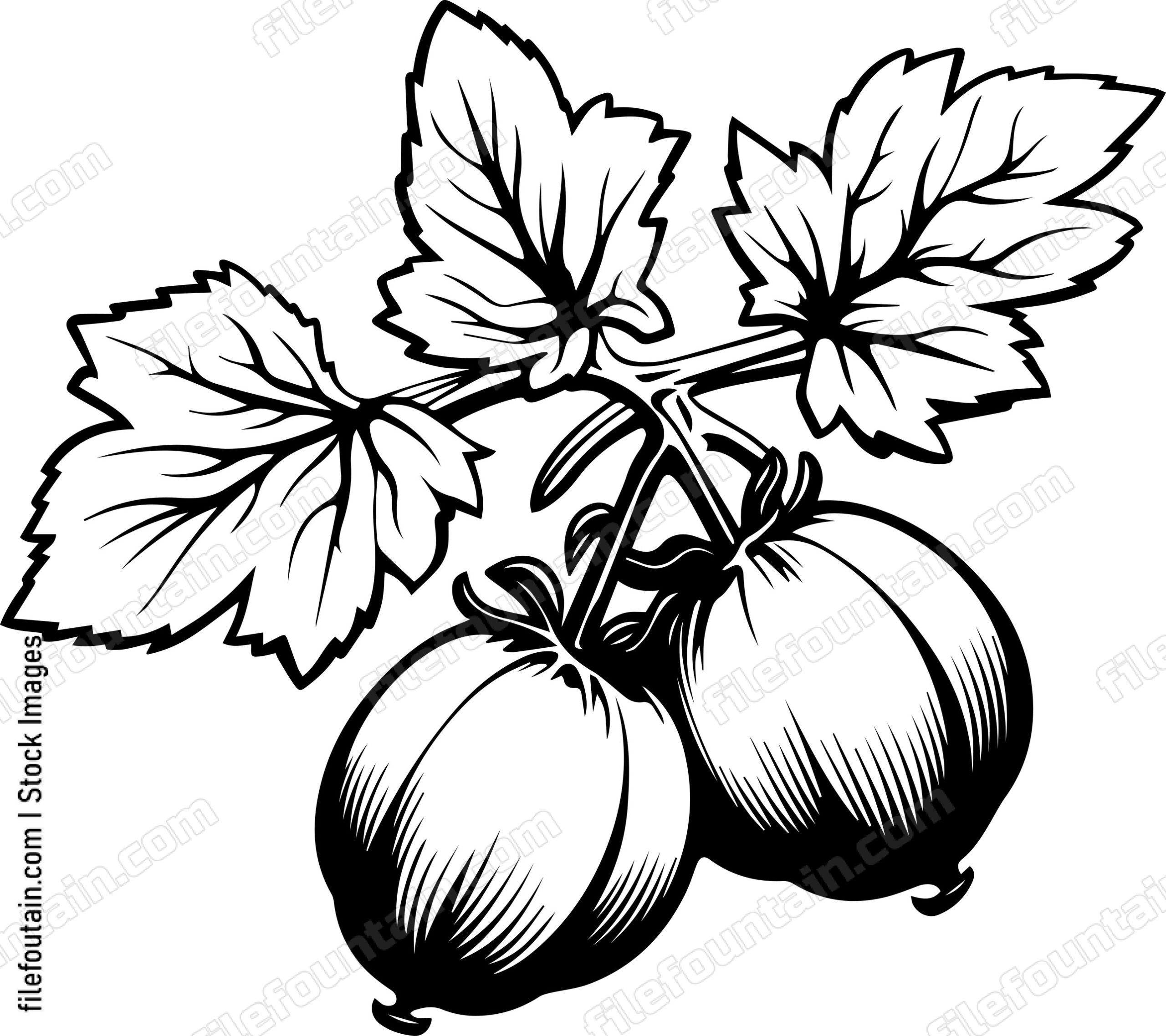 Gooseberry