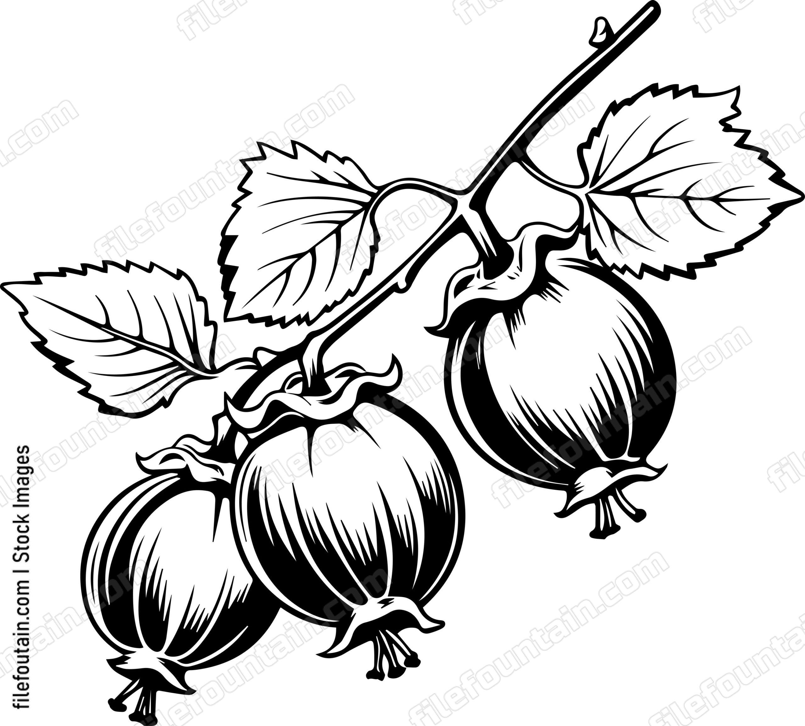 Gooseberry