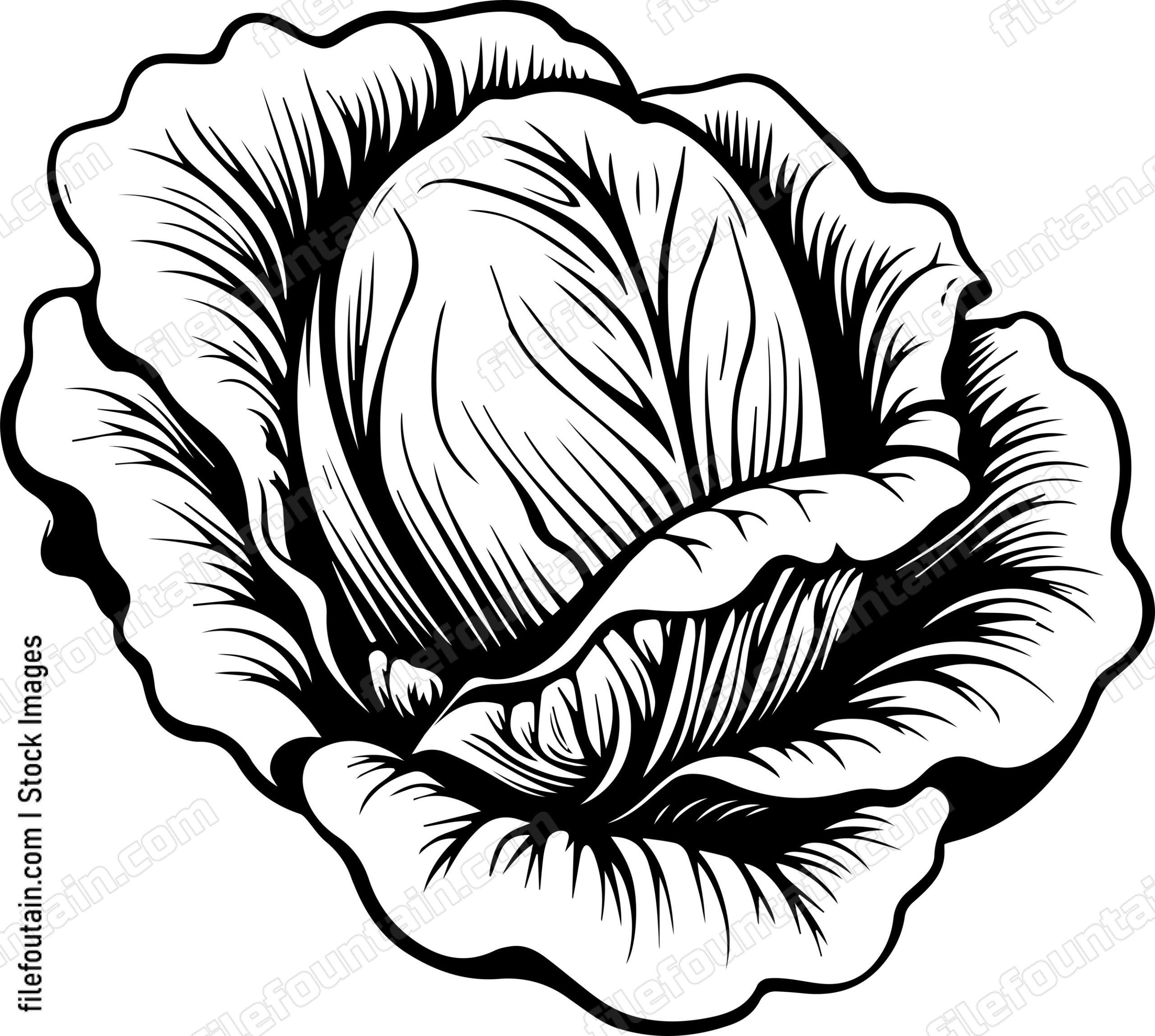 Green Butter Lettuce