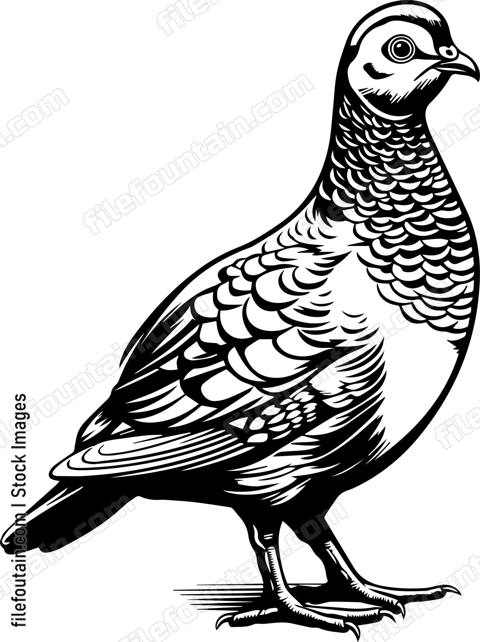 Grouse