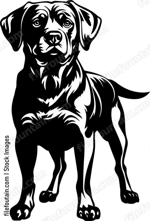 Hairless Golden Retriever