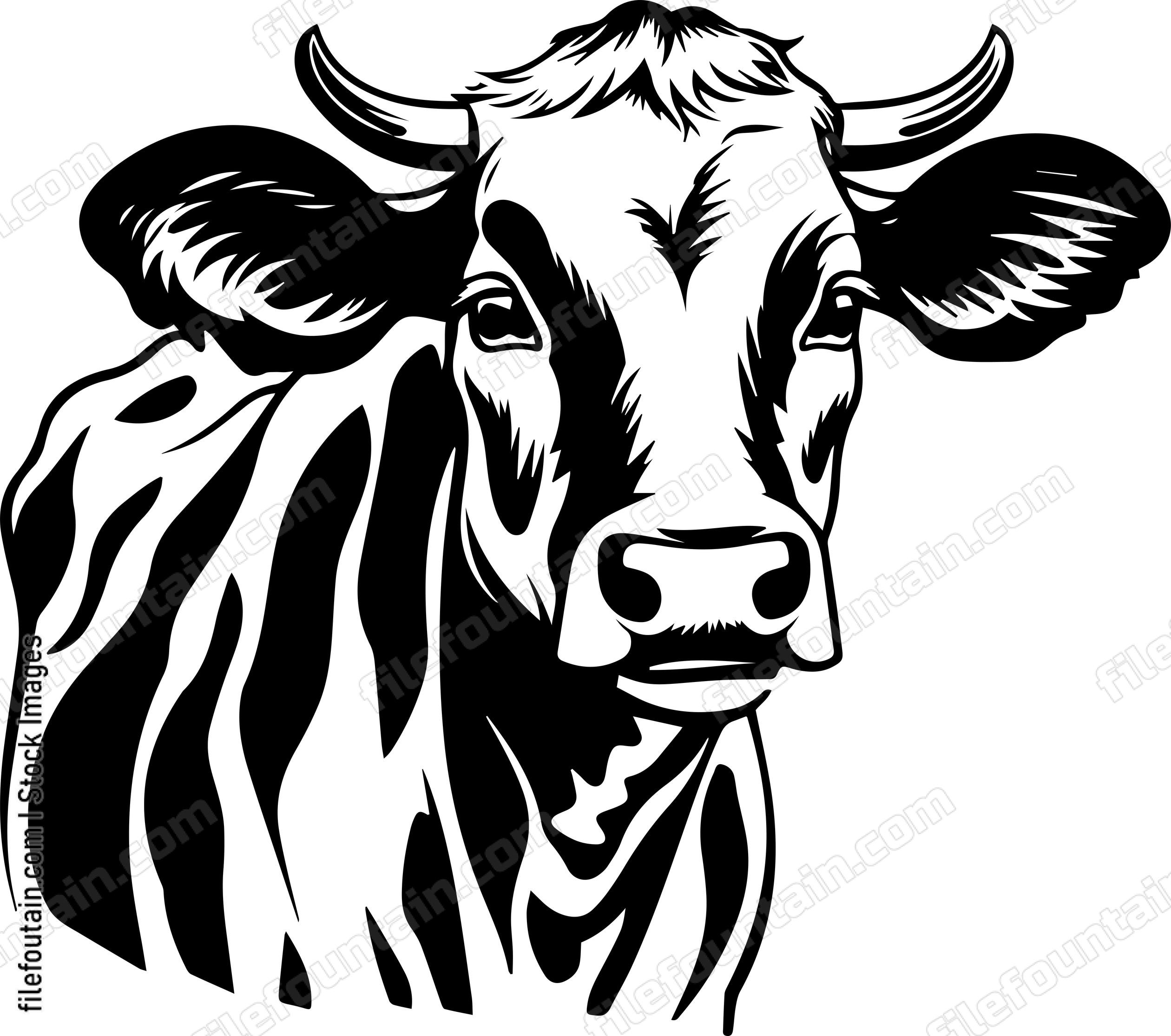 Heifer