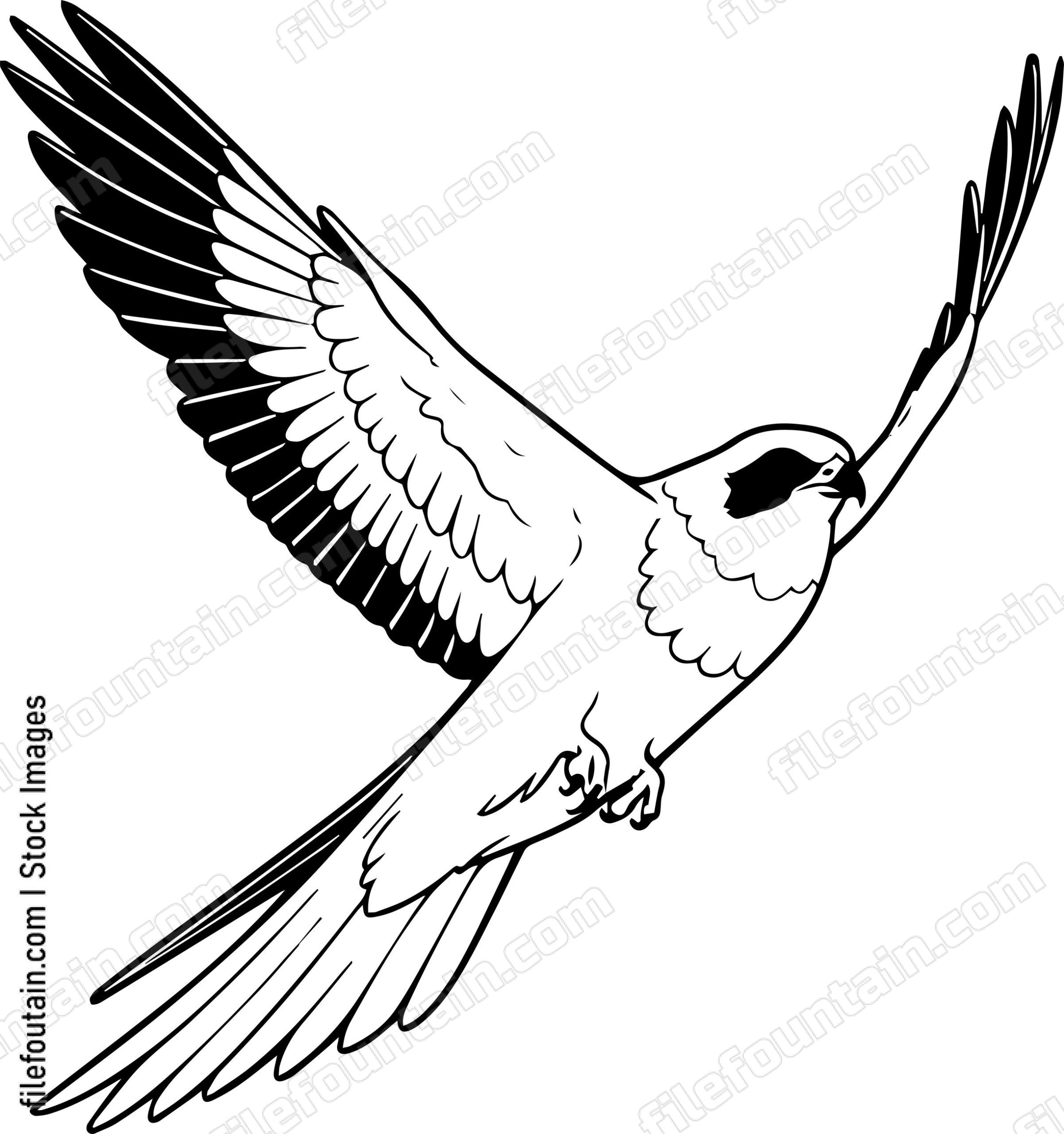 kestrel bird