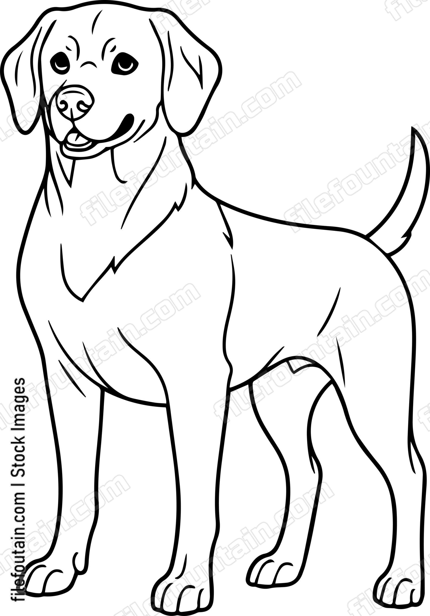 Labrador Retriever