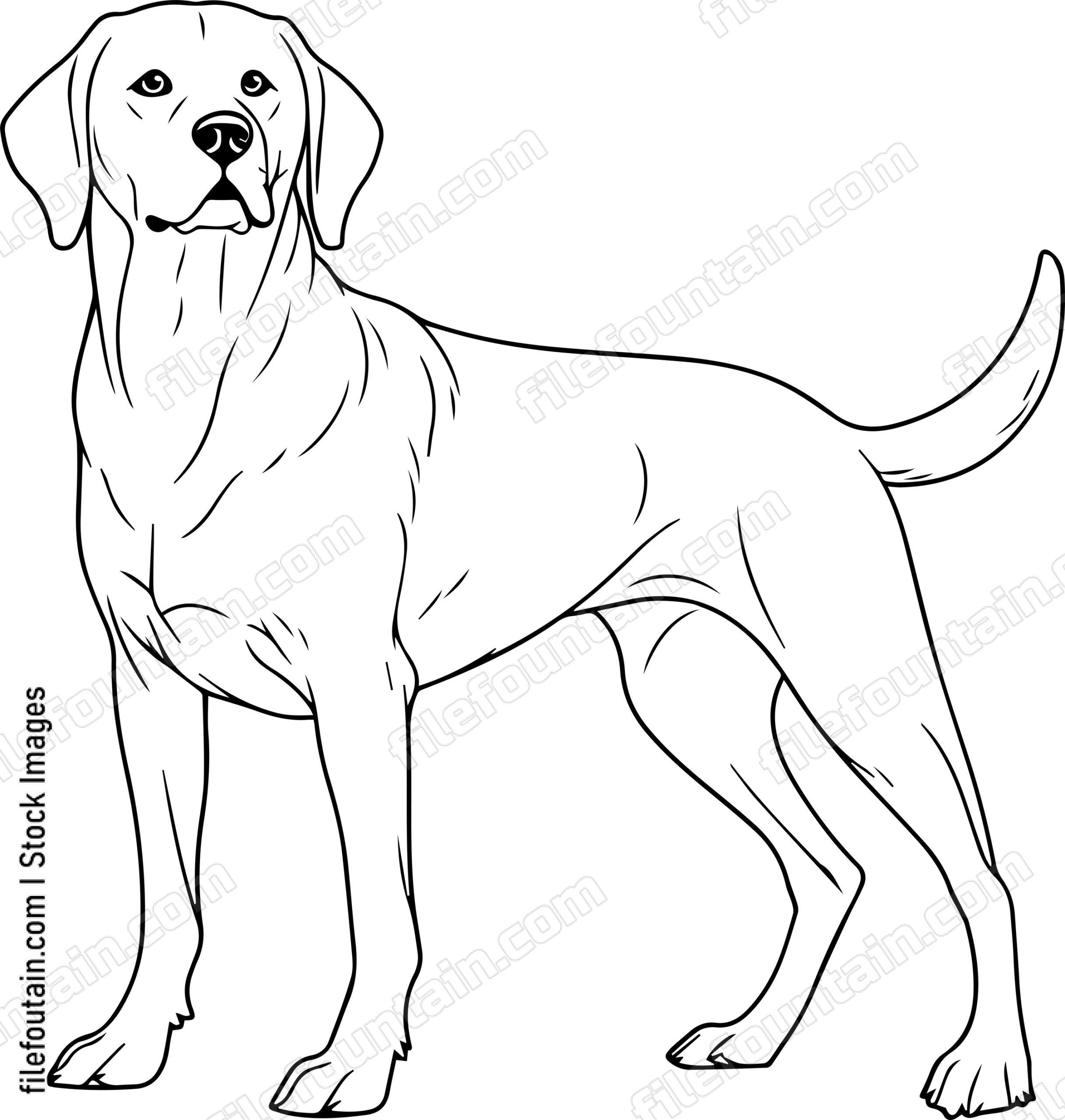 Labrador Retriever