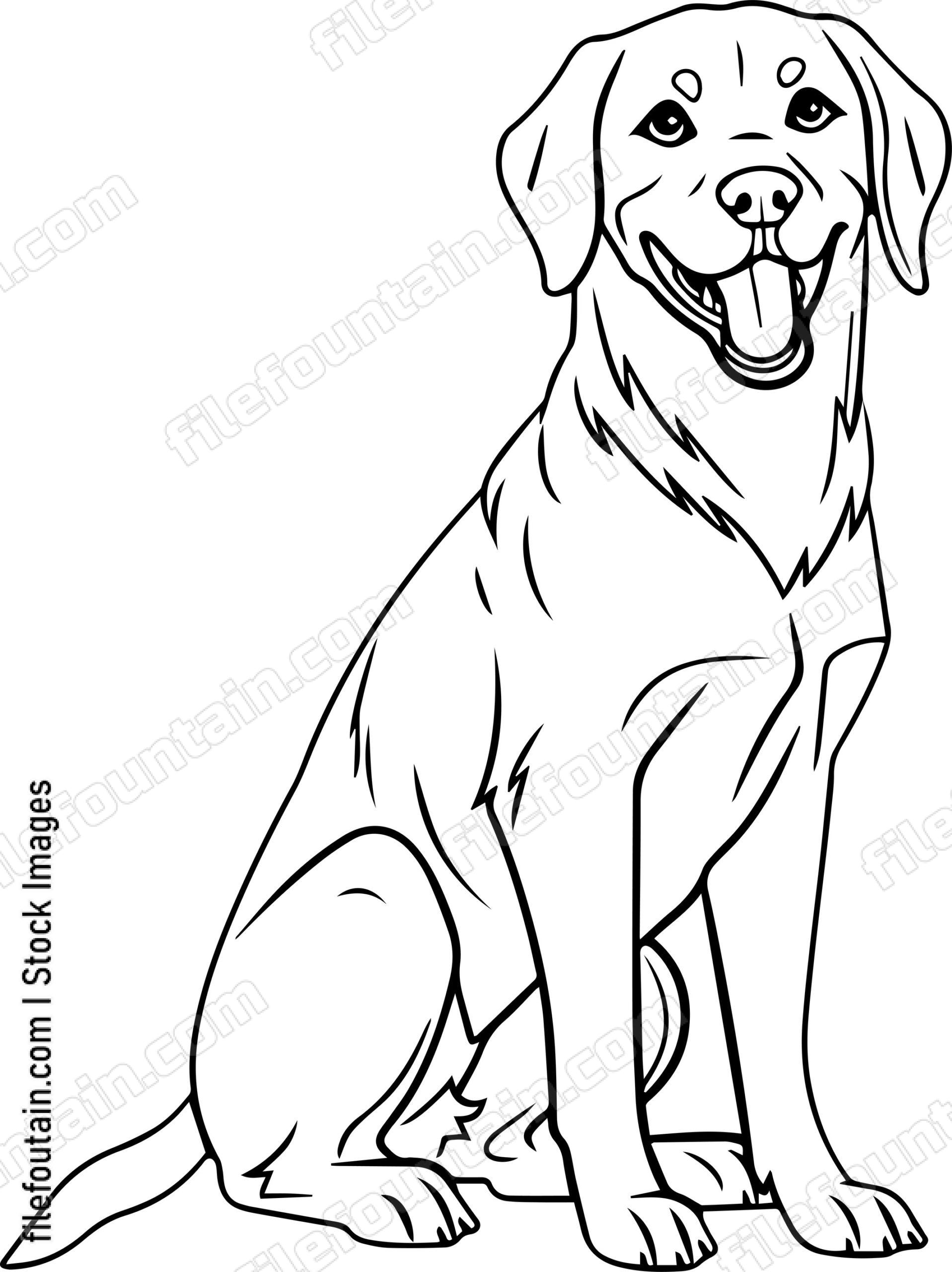 Labrador Retriever