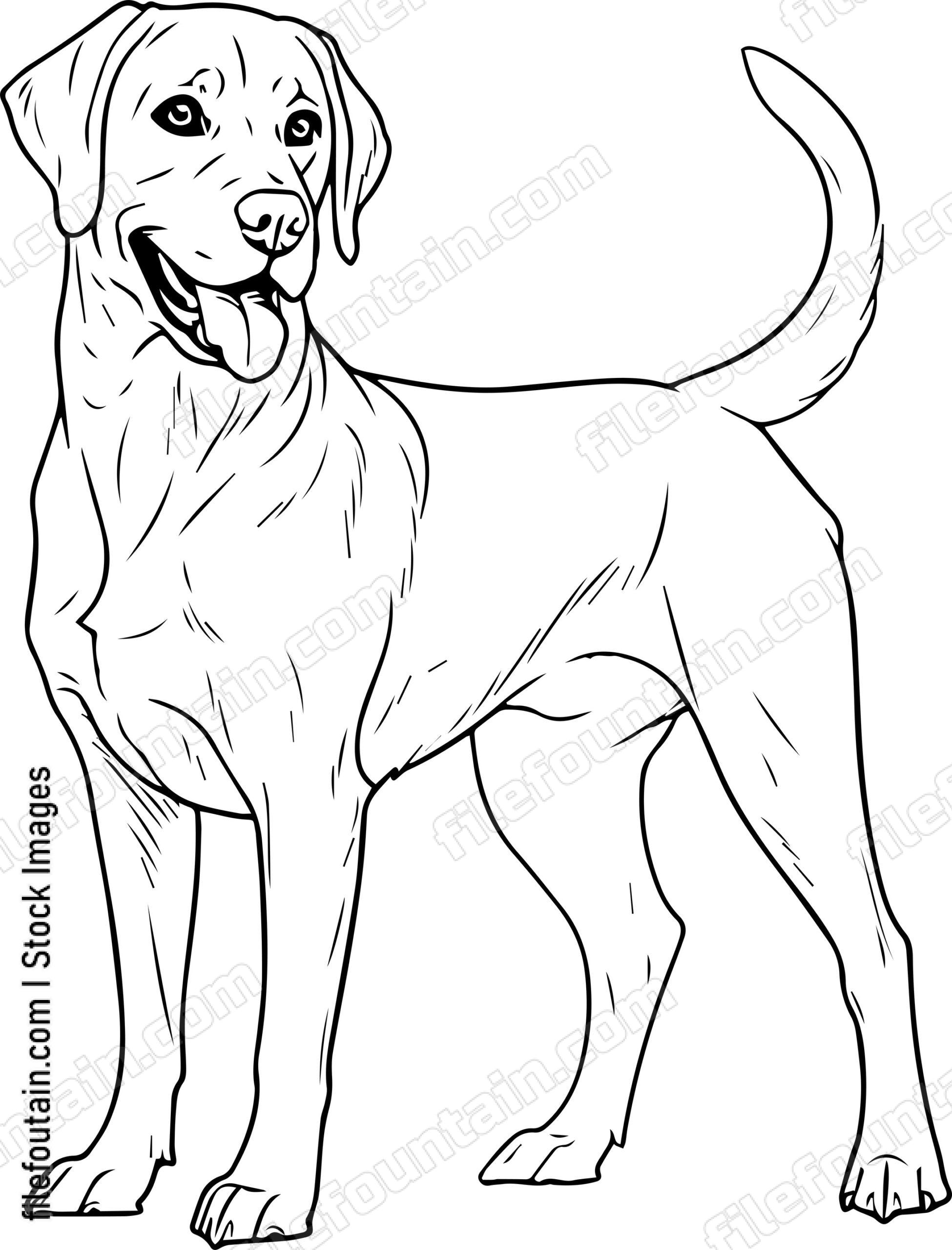 Labrador Retriever