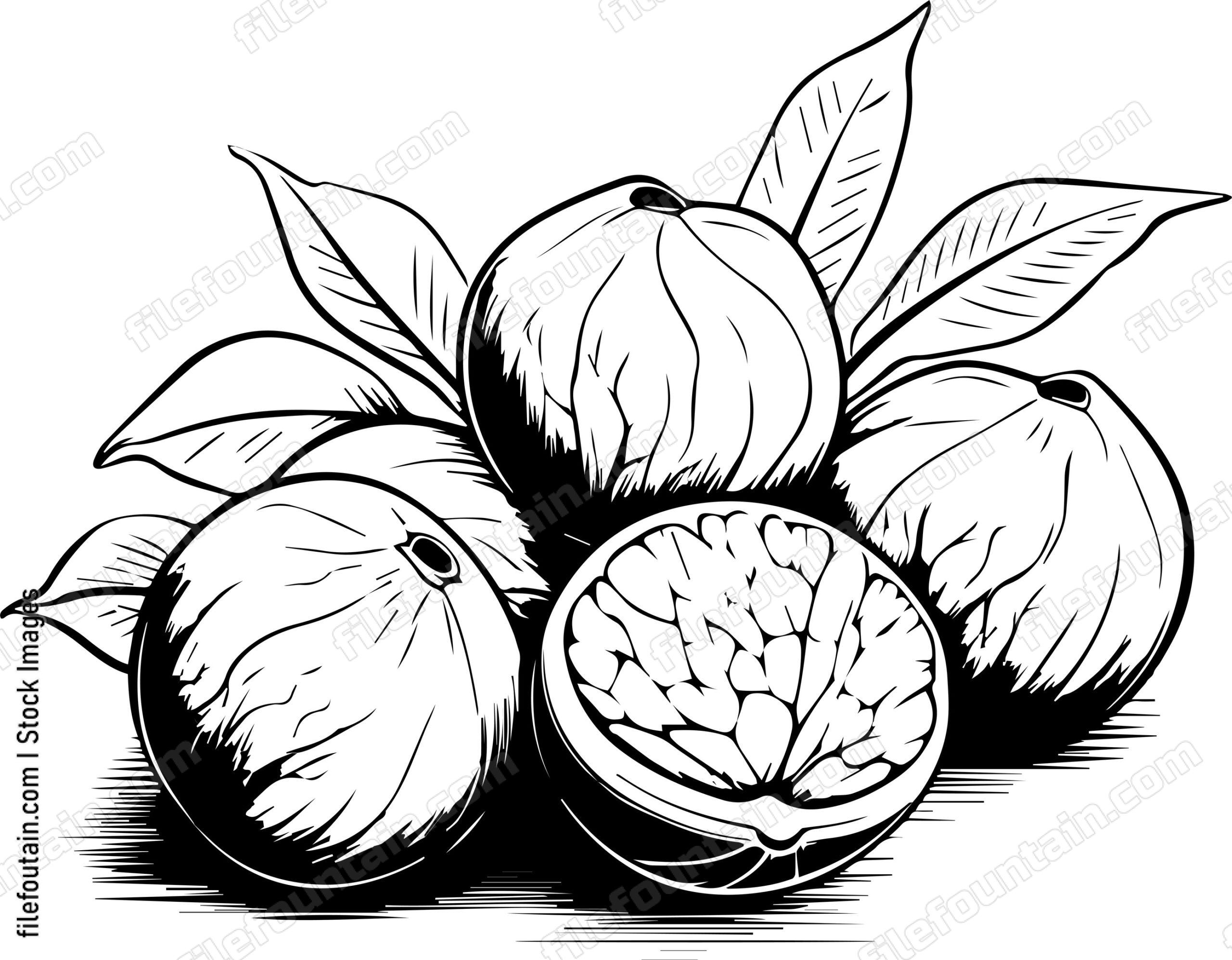 Macadamia Nuts
