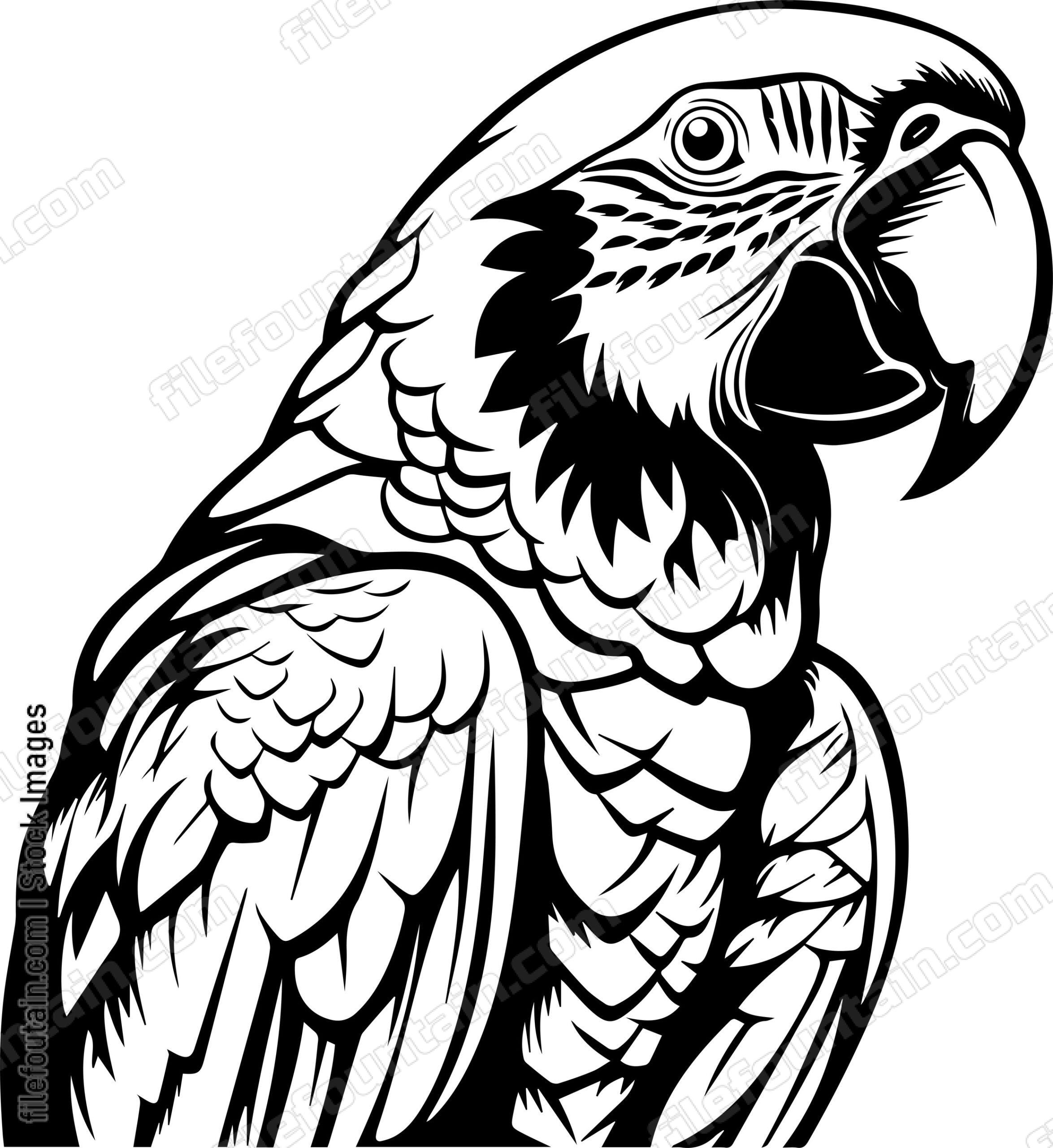 Macaw