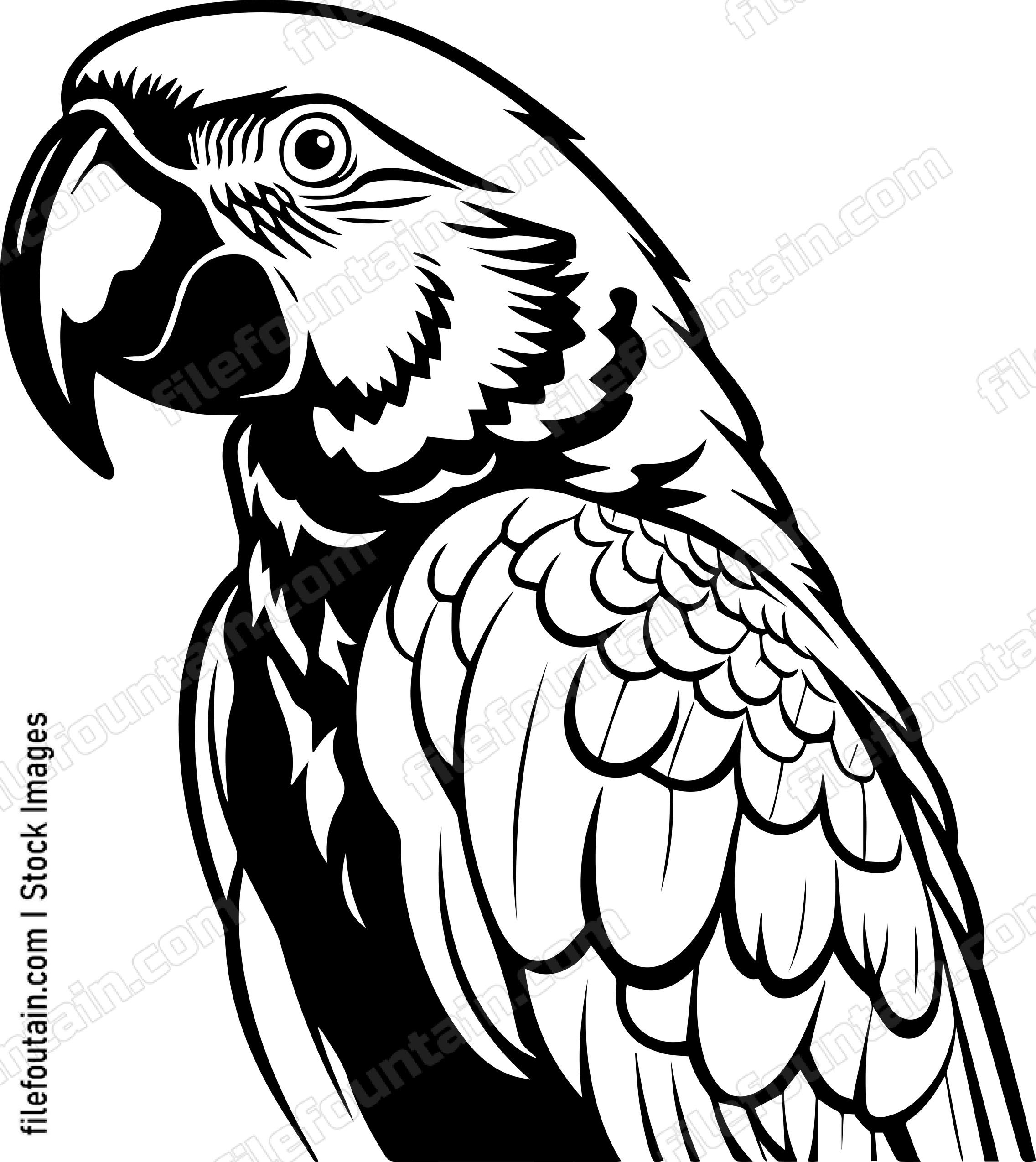 Macaw Parrot