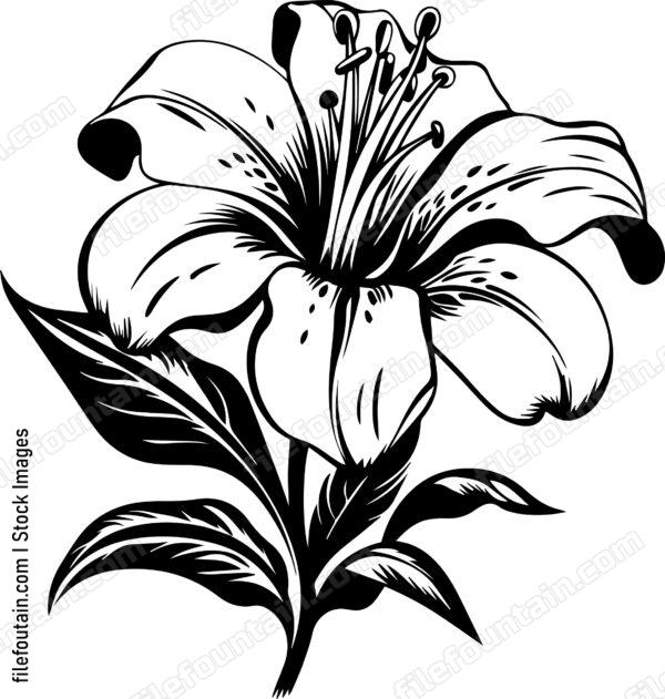 Madonna Lily