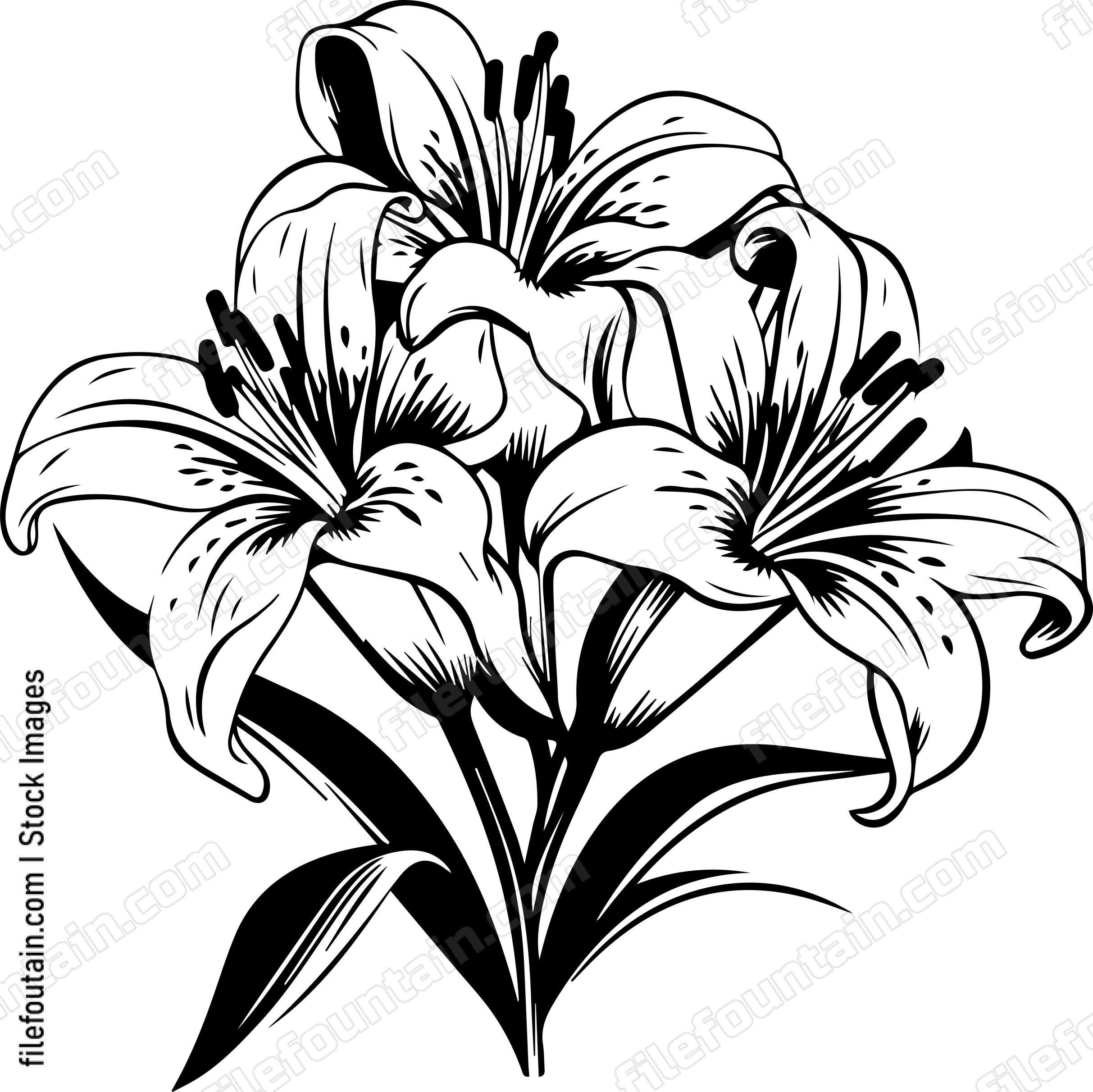 Madonna Lily