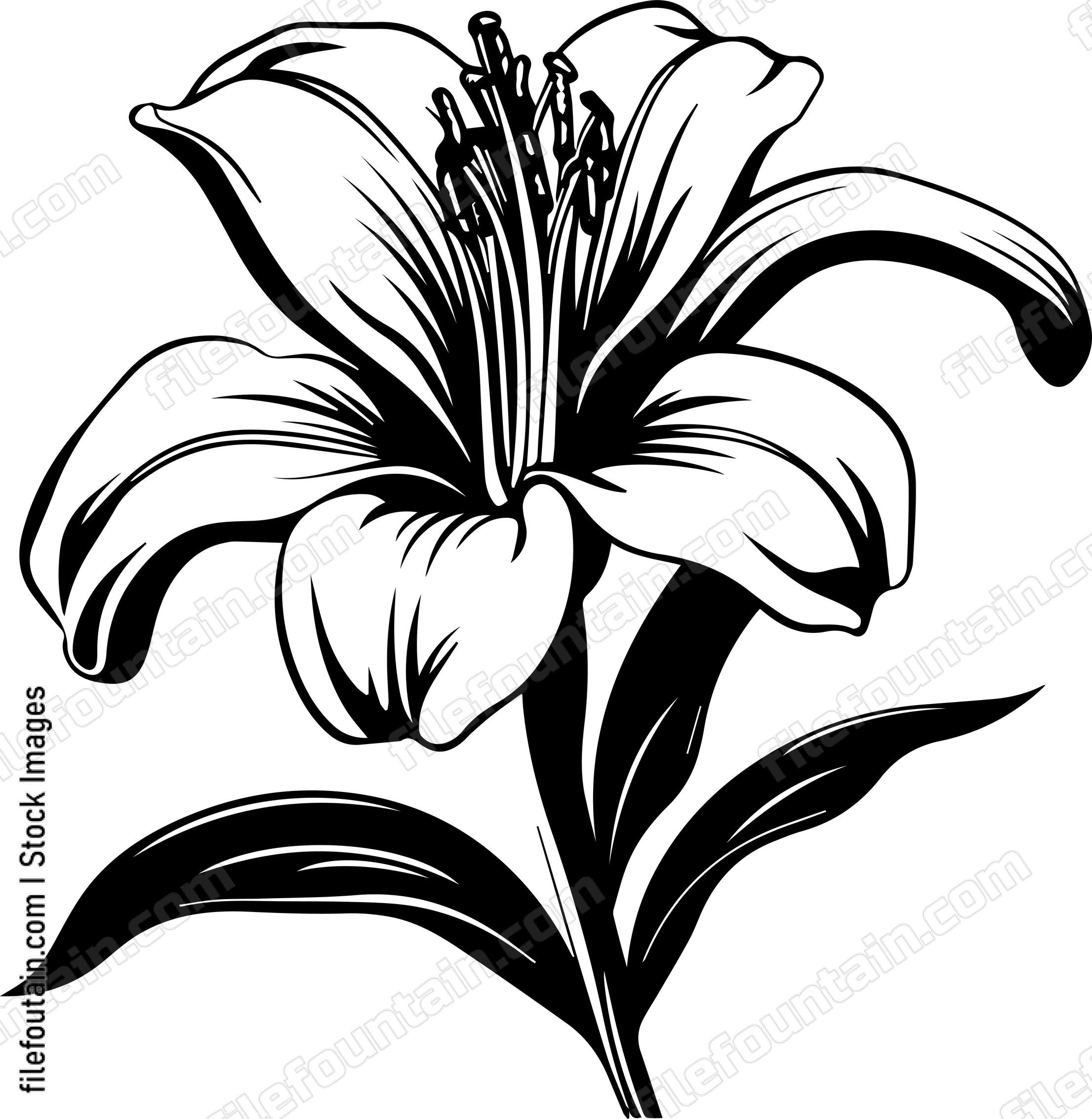 Madonna Lily