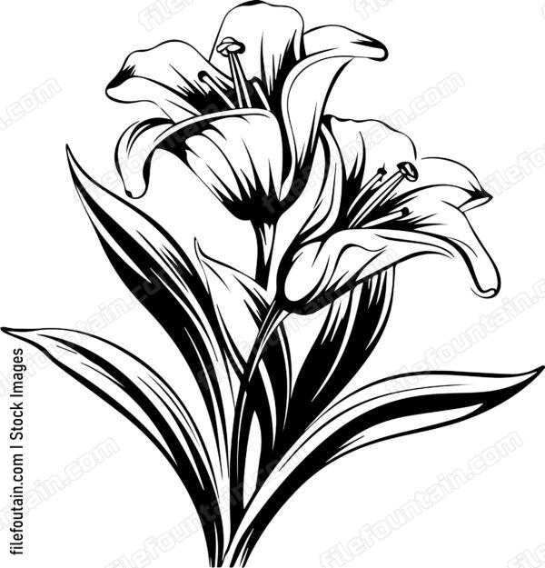 Madonna Lily