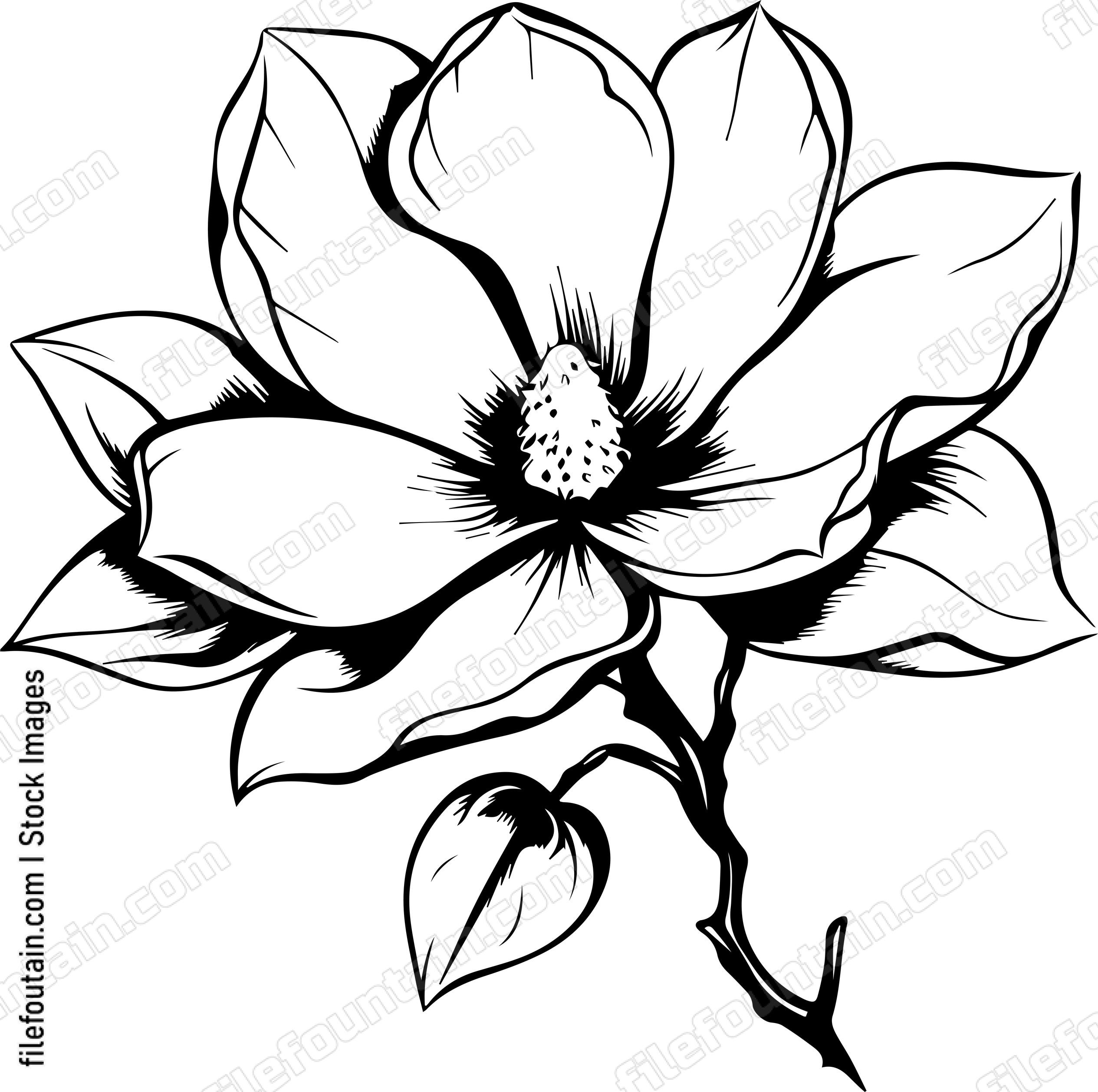 Magnolia
