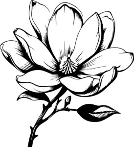 Magnolia
