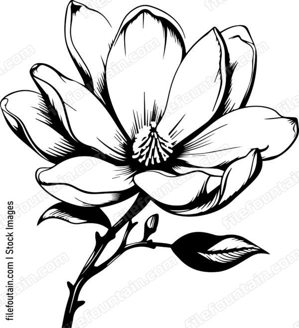 Magnolia