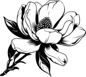 Magnolia