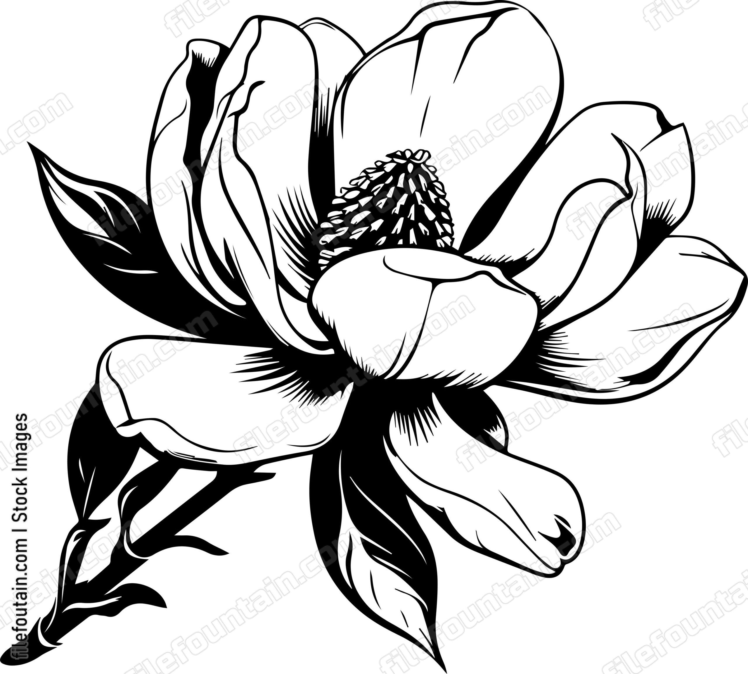 Magnolia