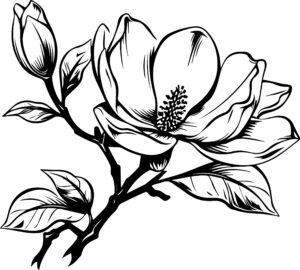 Magnolia