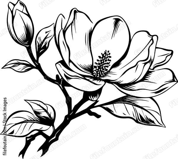 Magnolia