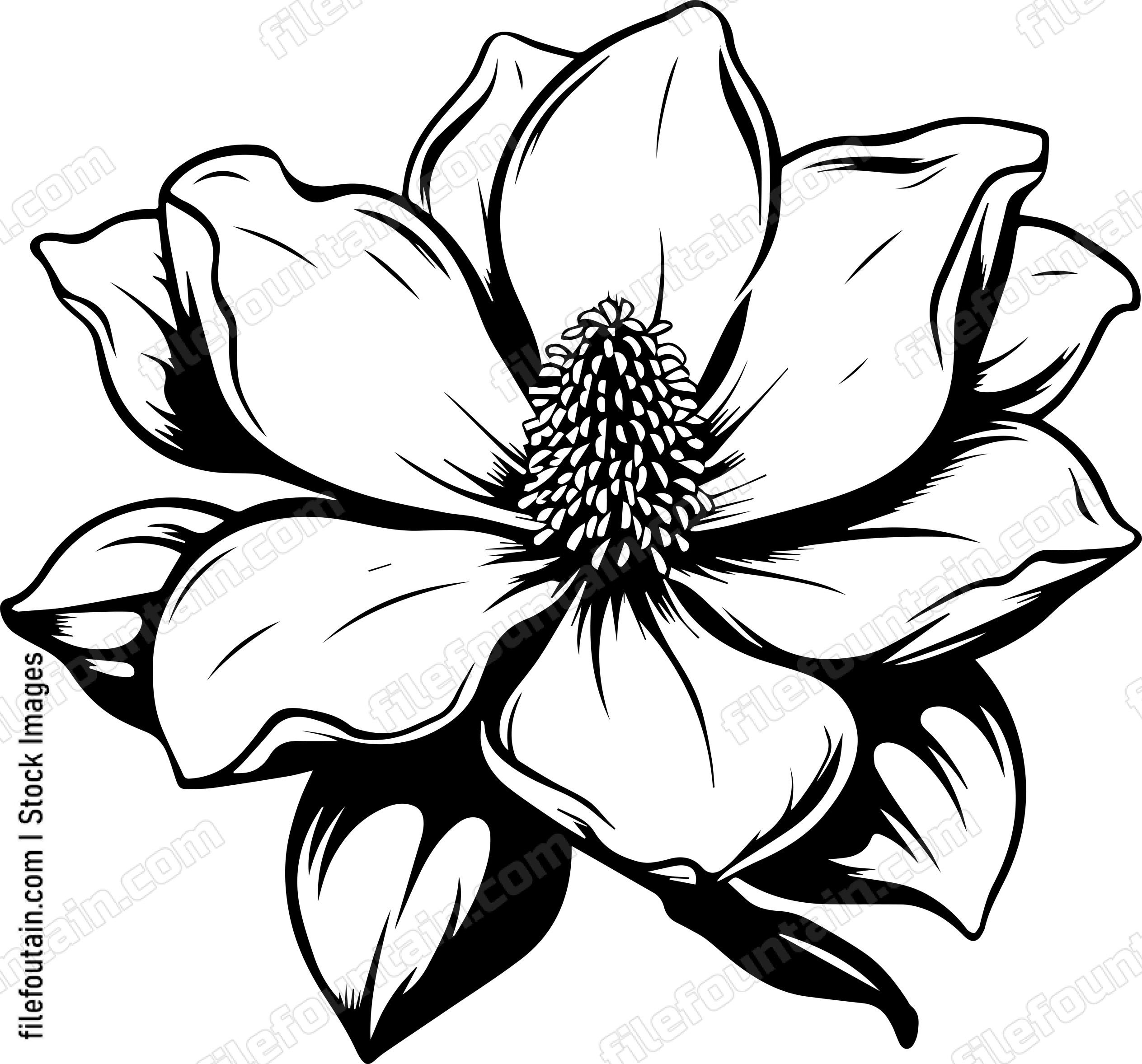 Magnolia Flower Bloom