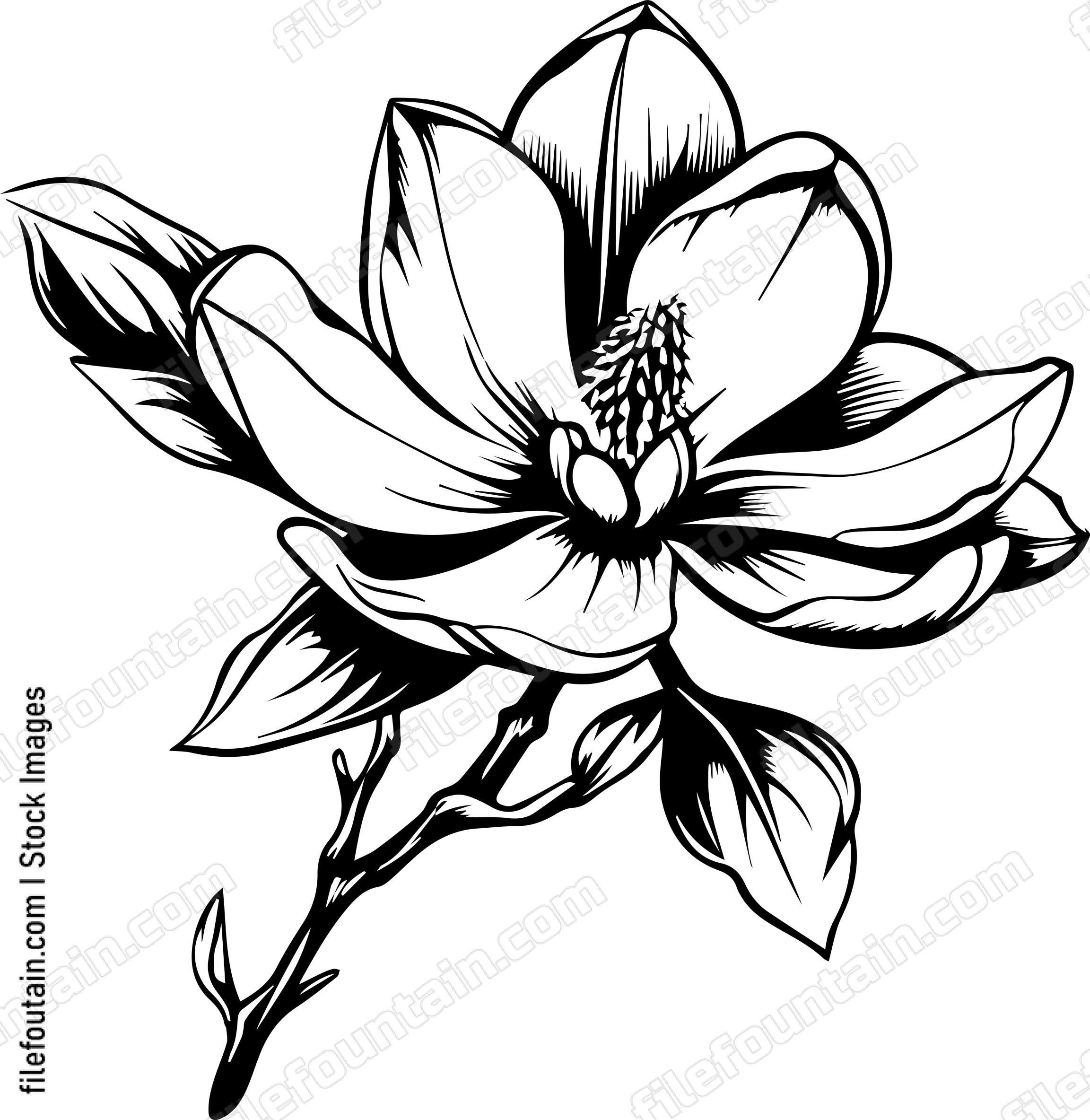 Magnolia Flower Bloom