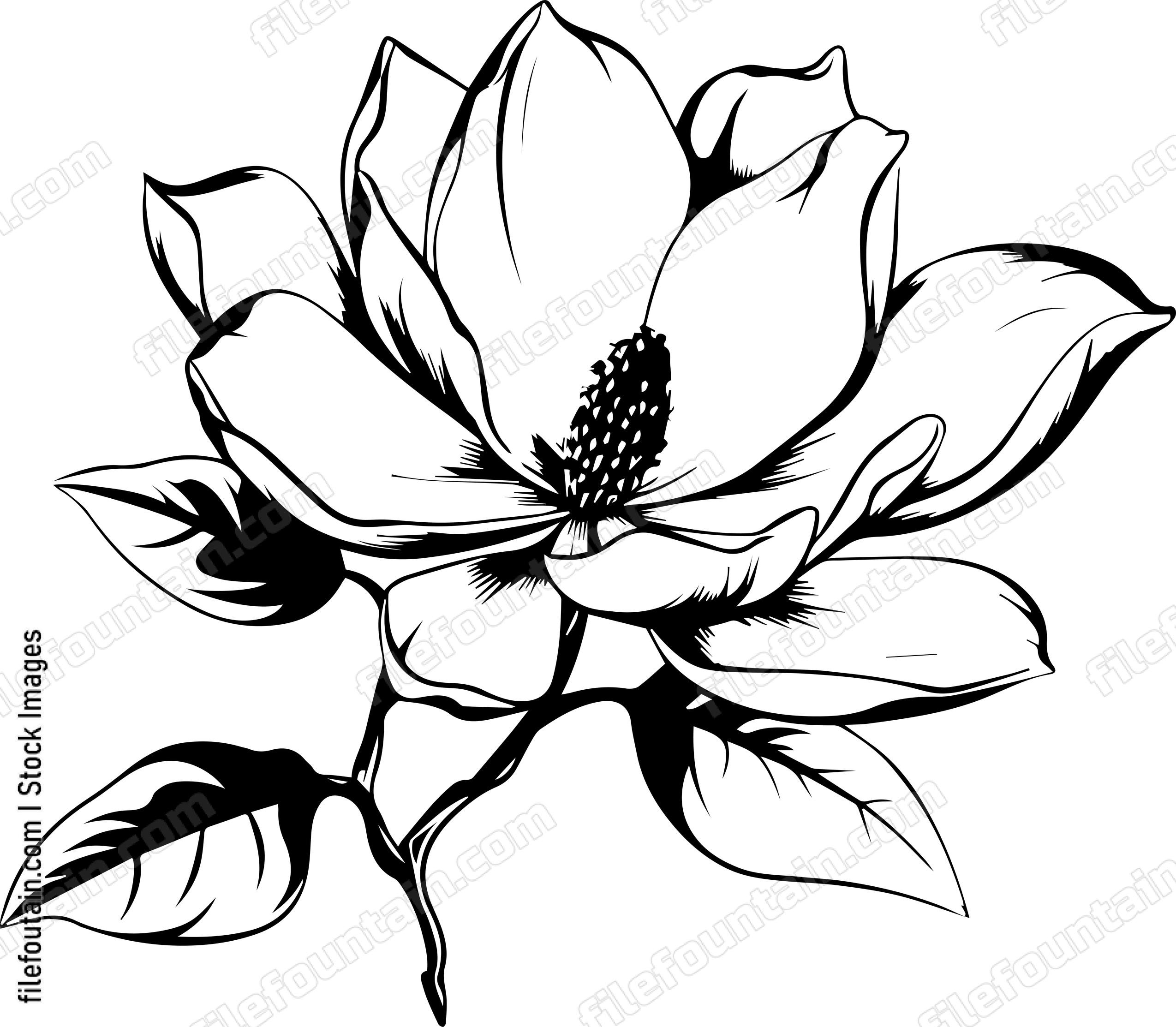 Magnolia Flower Bloom