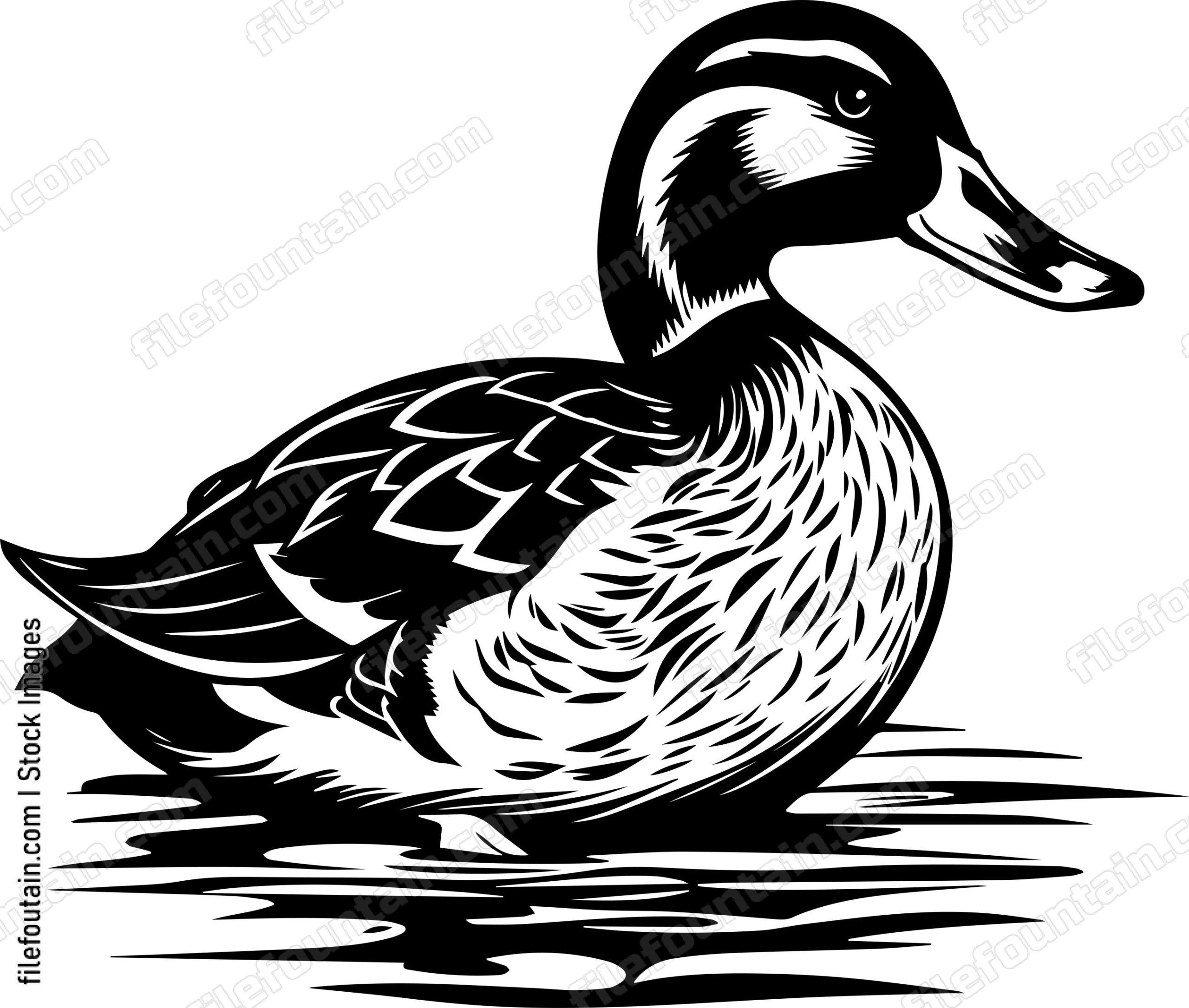 Mallard Duck