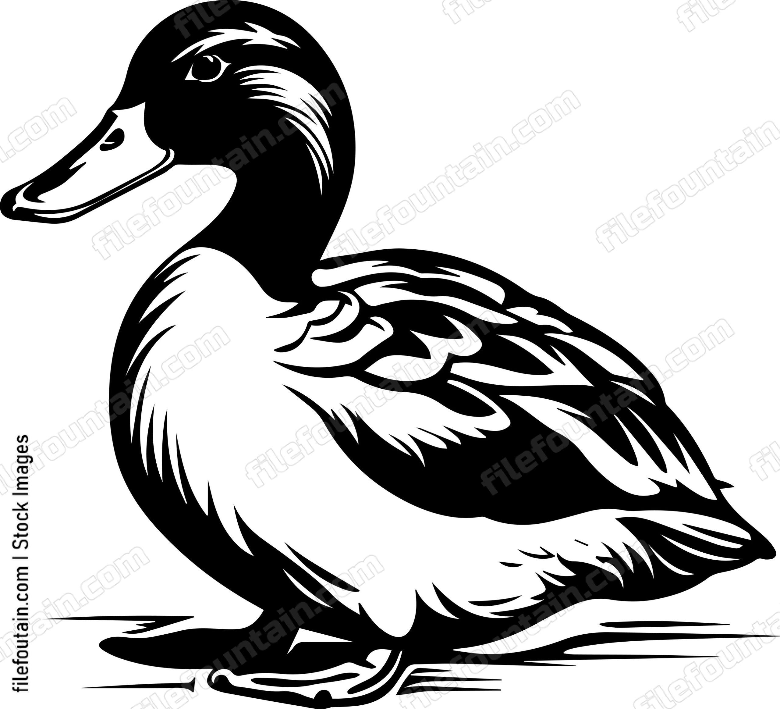 Mallard Duck