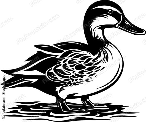 Mallard Duck