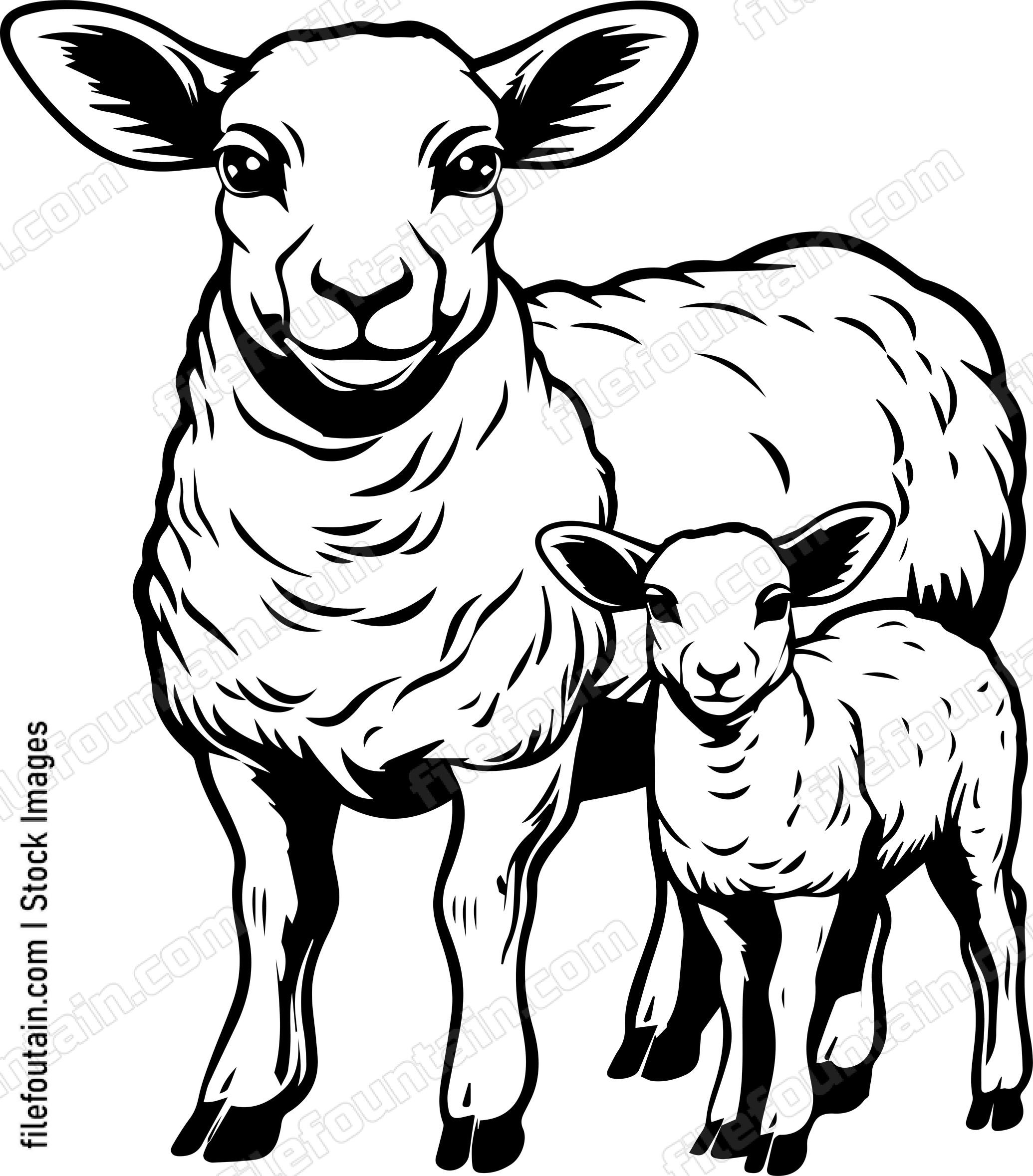 Mama Sheep And Baby Sheep