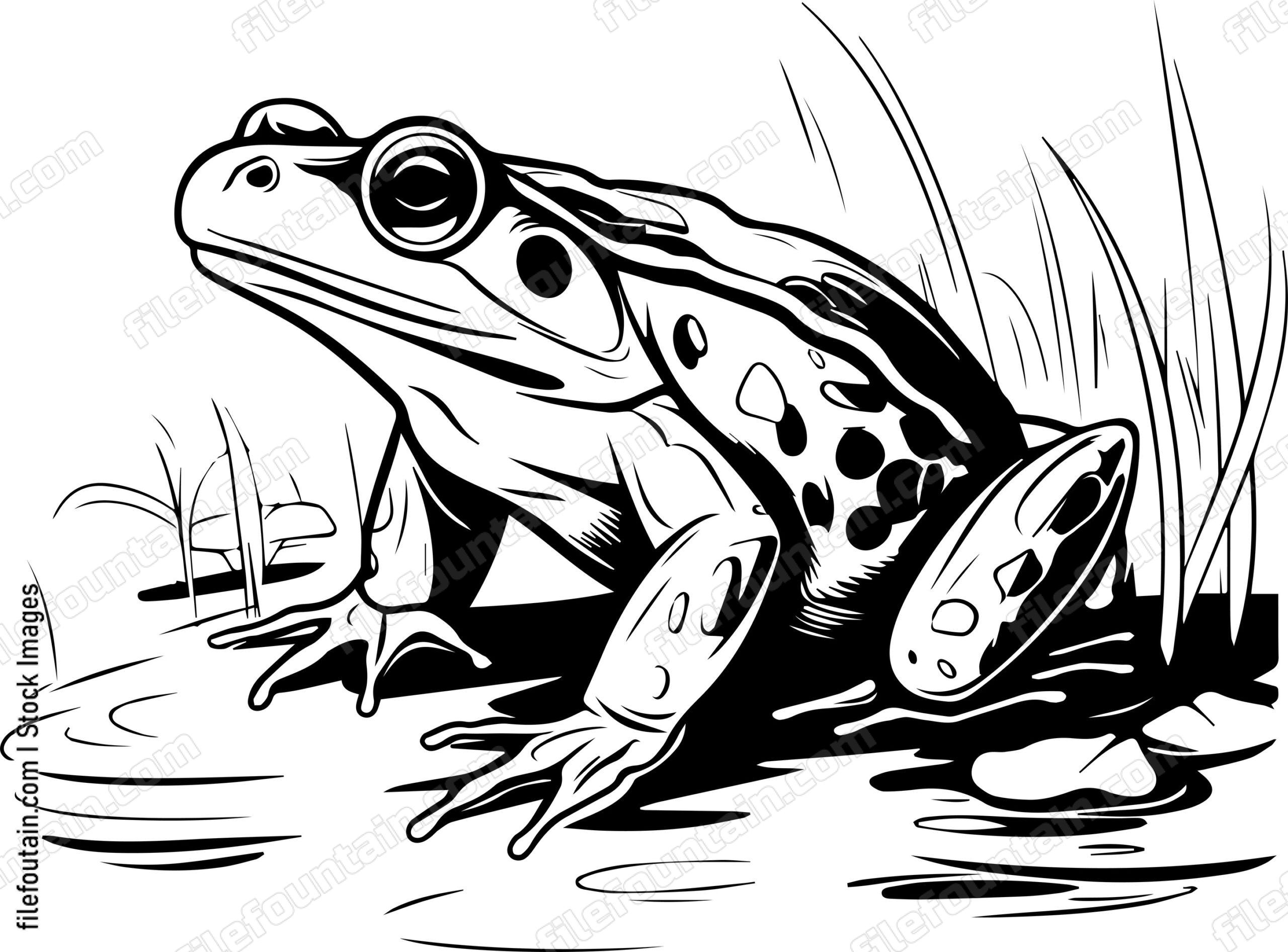 Marsh Frog