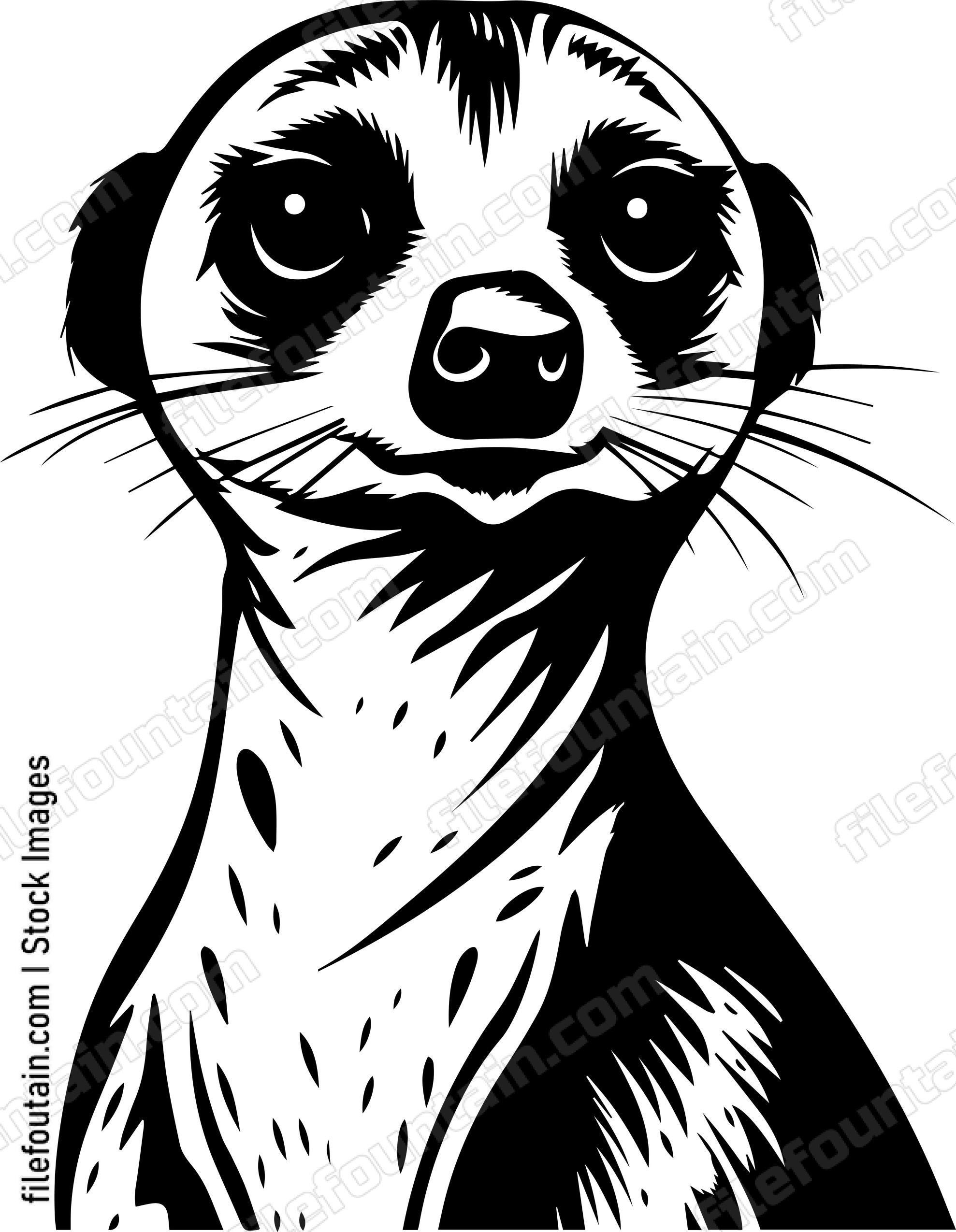 Meerkat