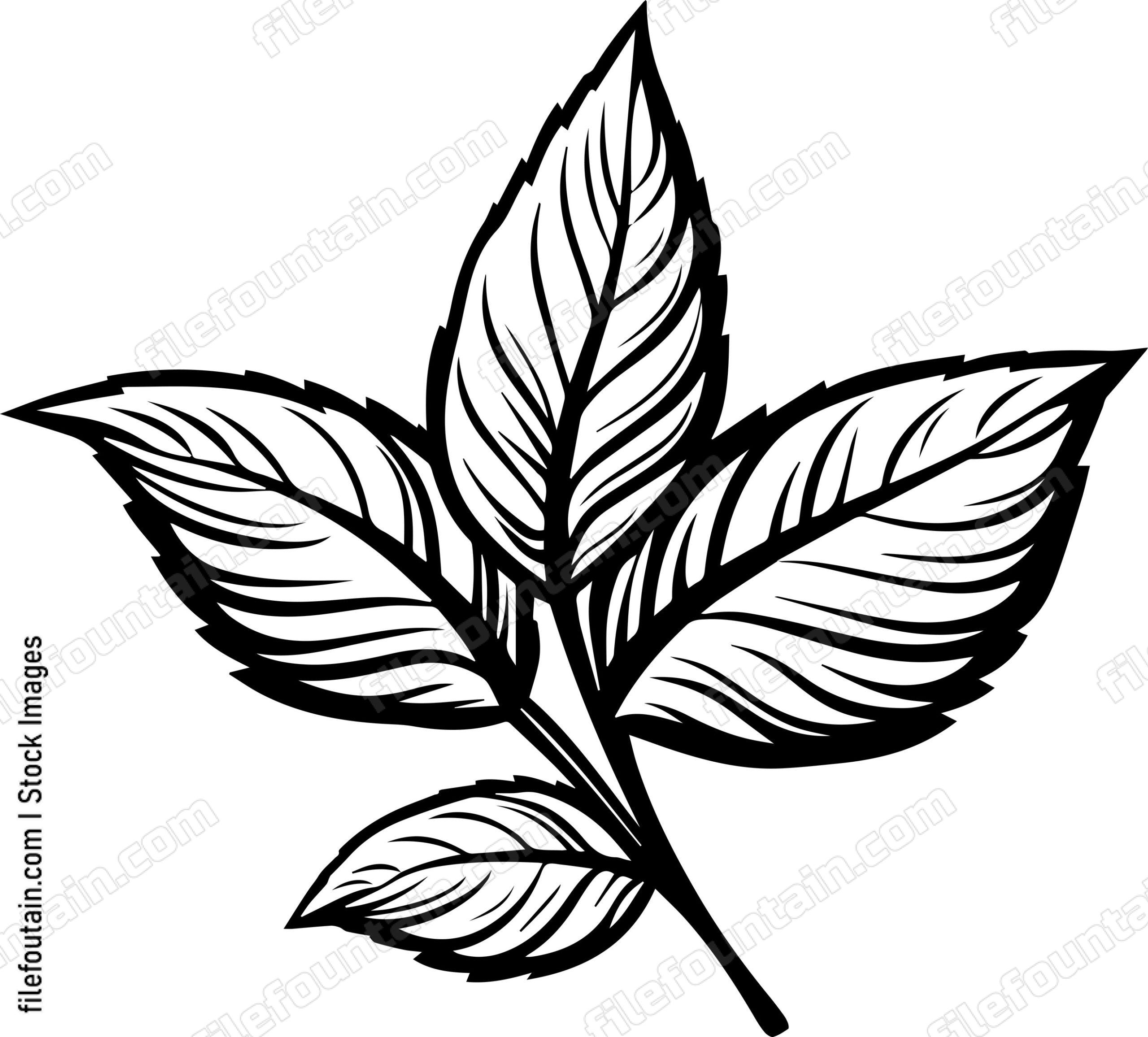 Mint Leaves