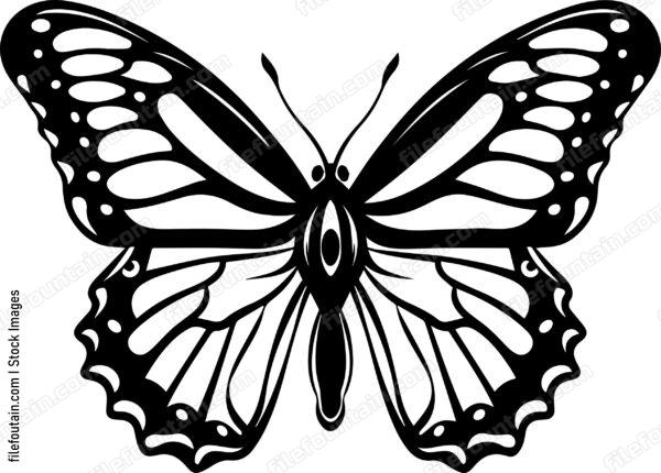 Monarch Butterfly