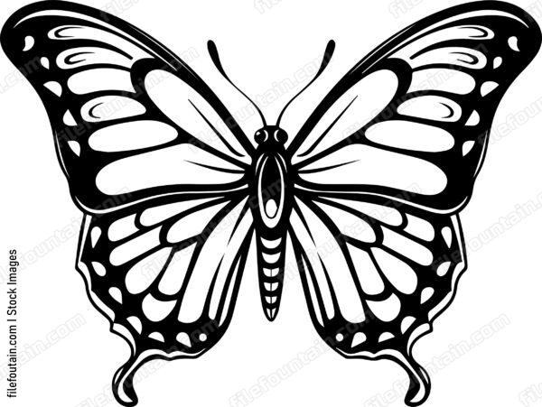 Monarch Butterfly