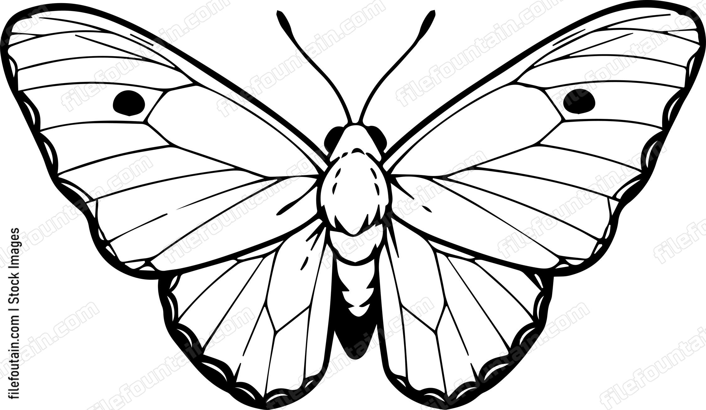moth Flying