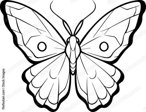 moth Flying