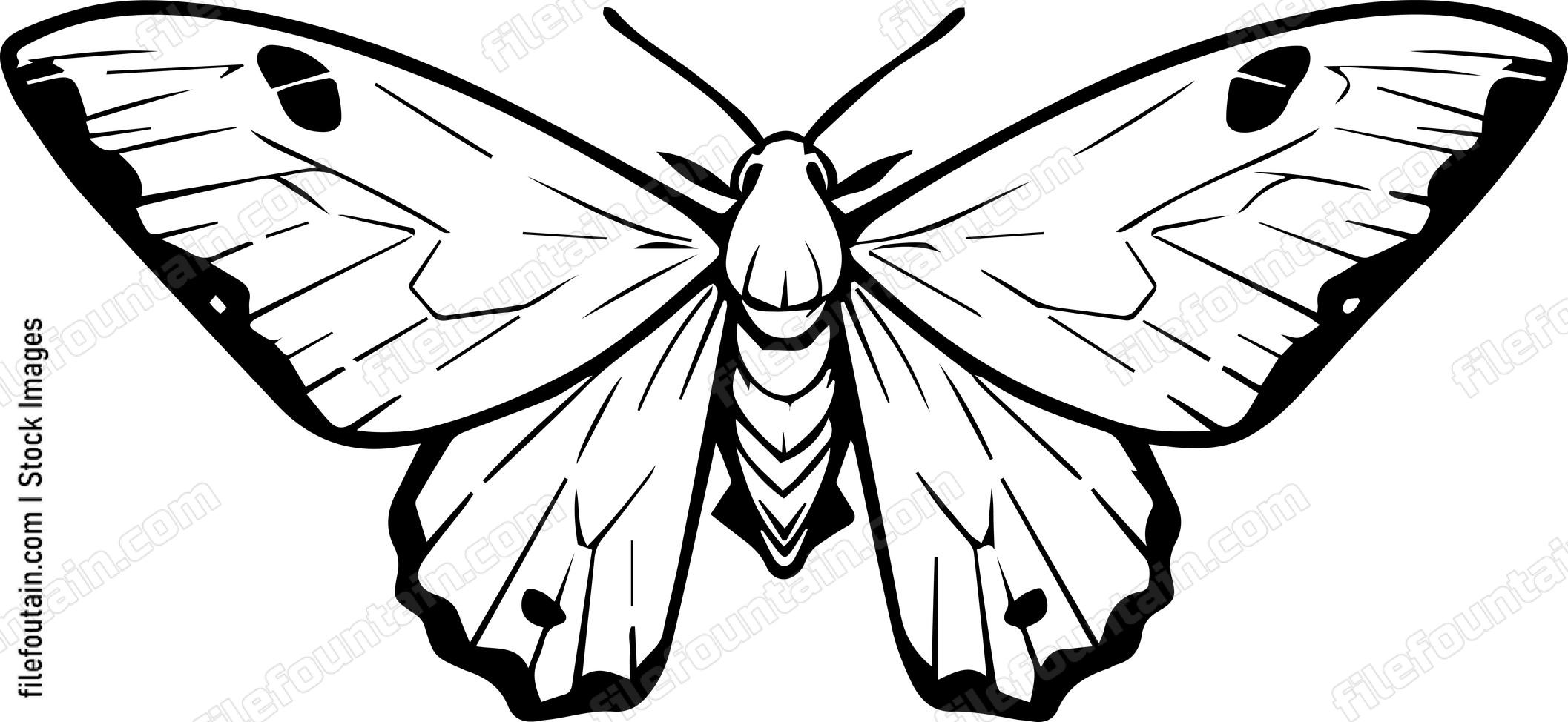 moth Flying