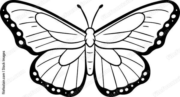 moth Flying