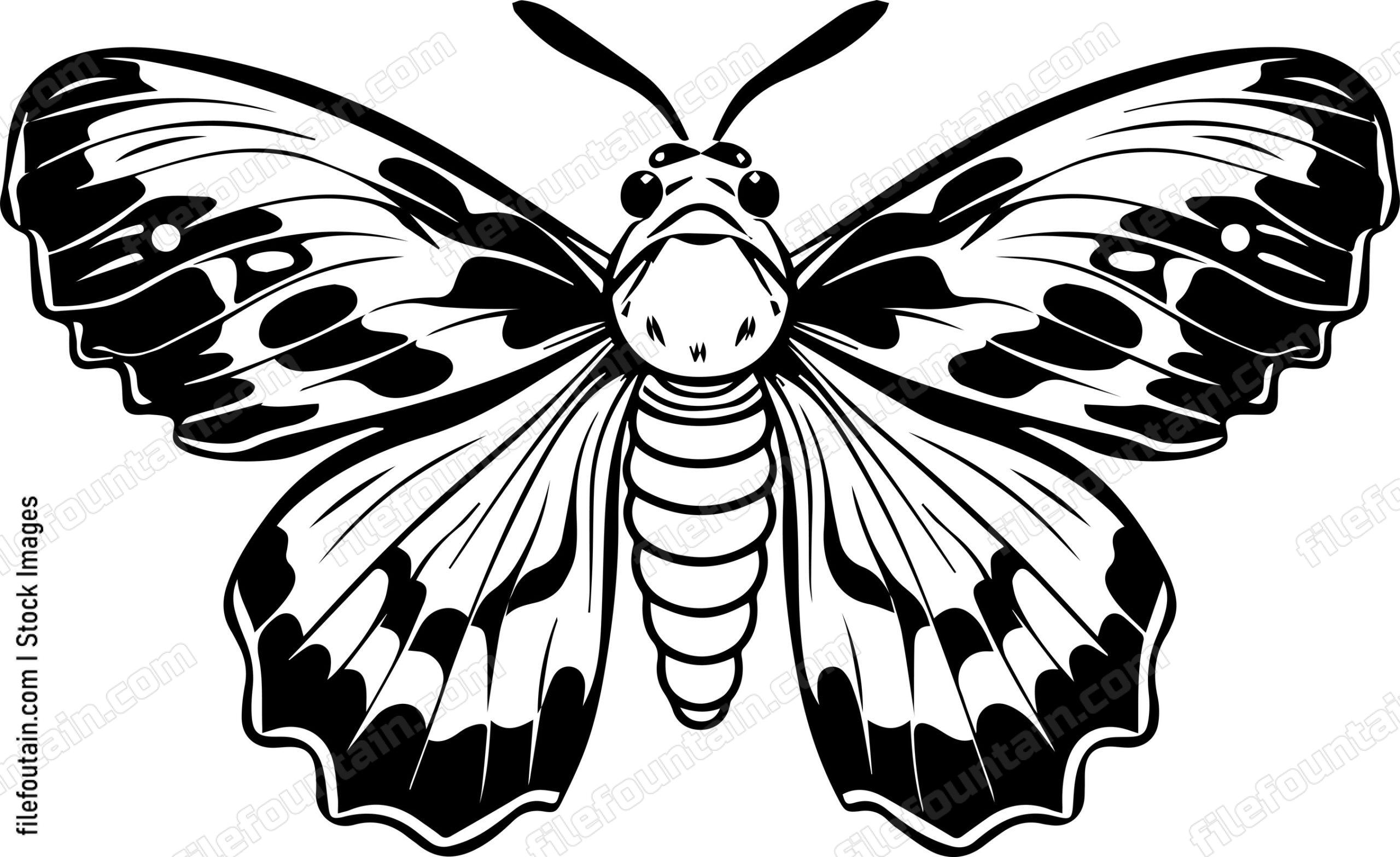 Moth Front
