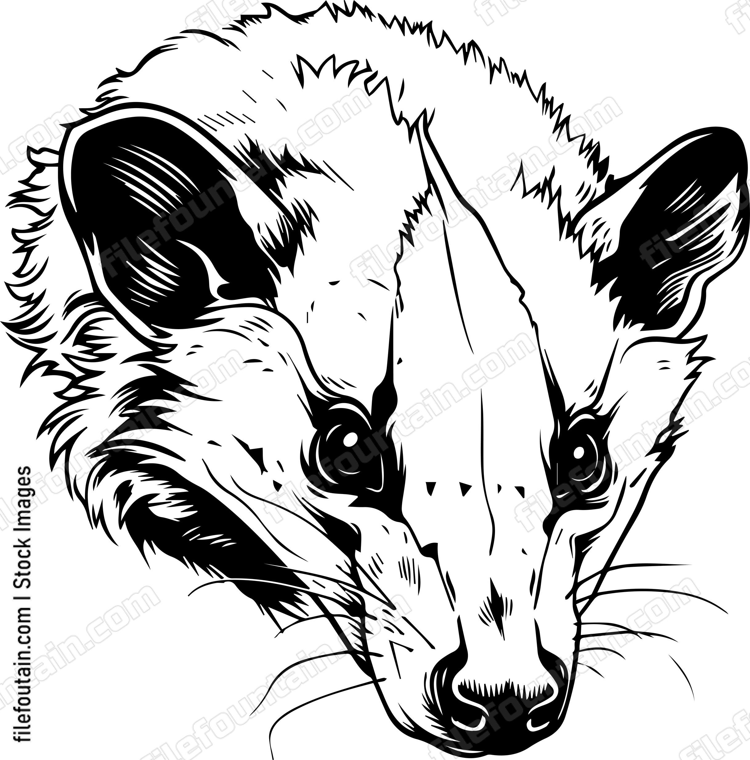 Opossum Skull
