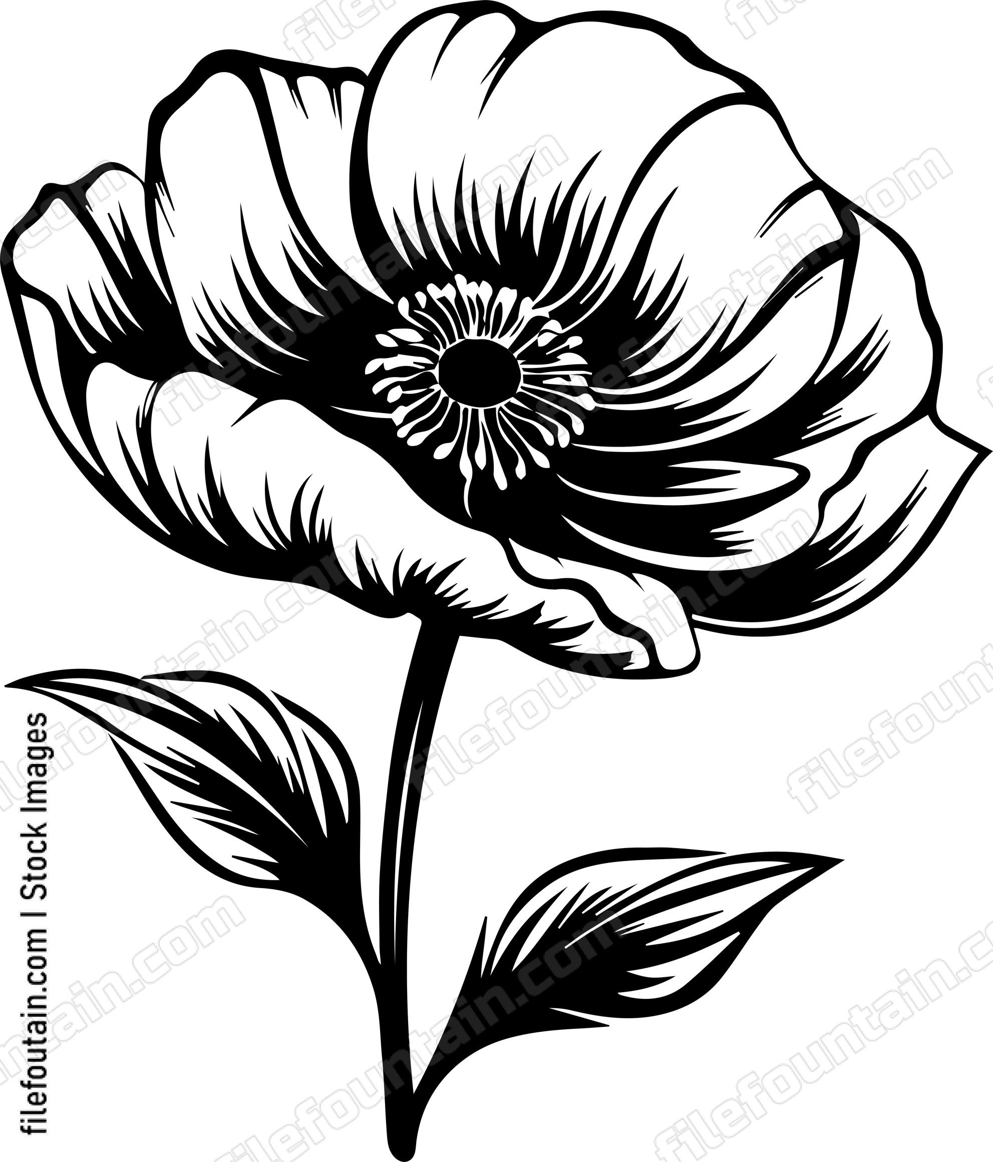 Orange Poppy