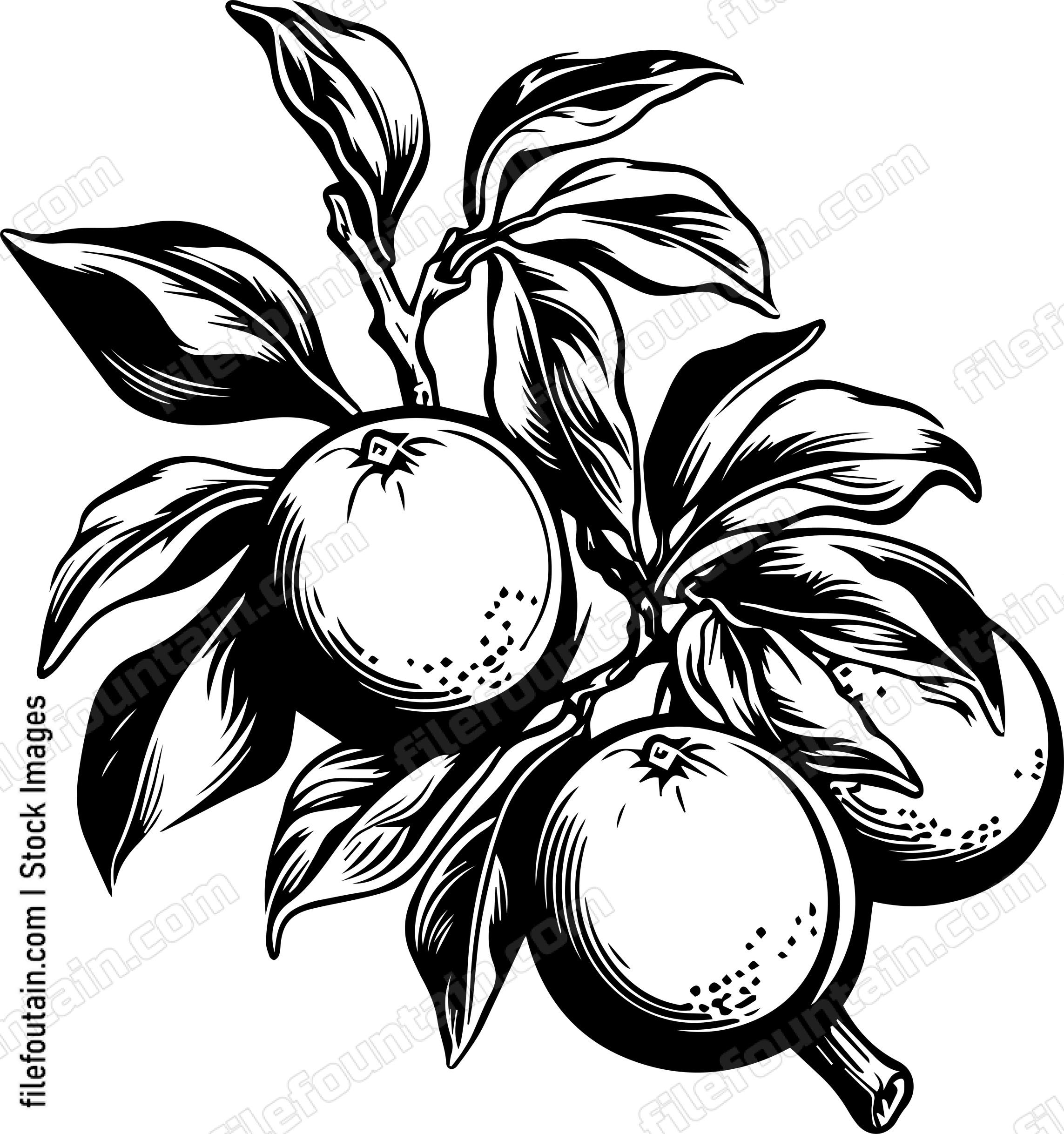 Oranges On A Brach